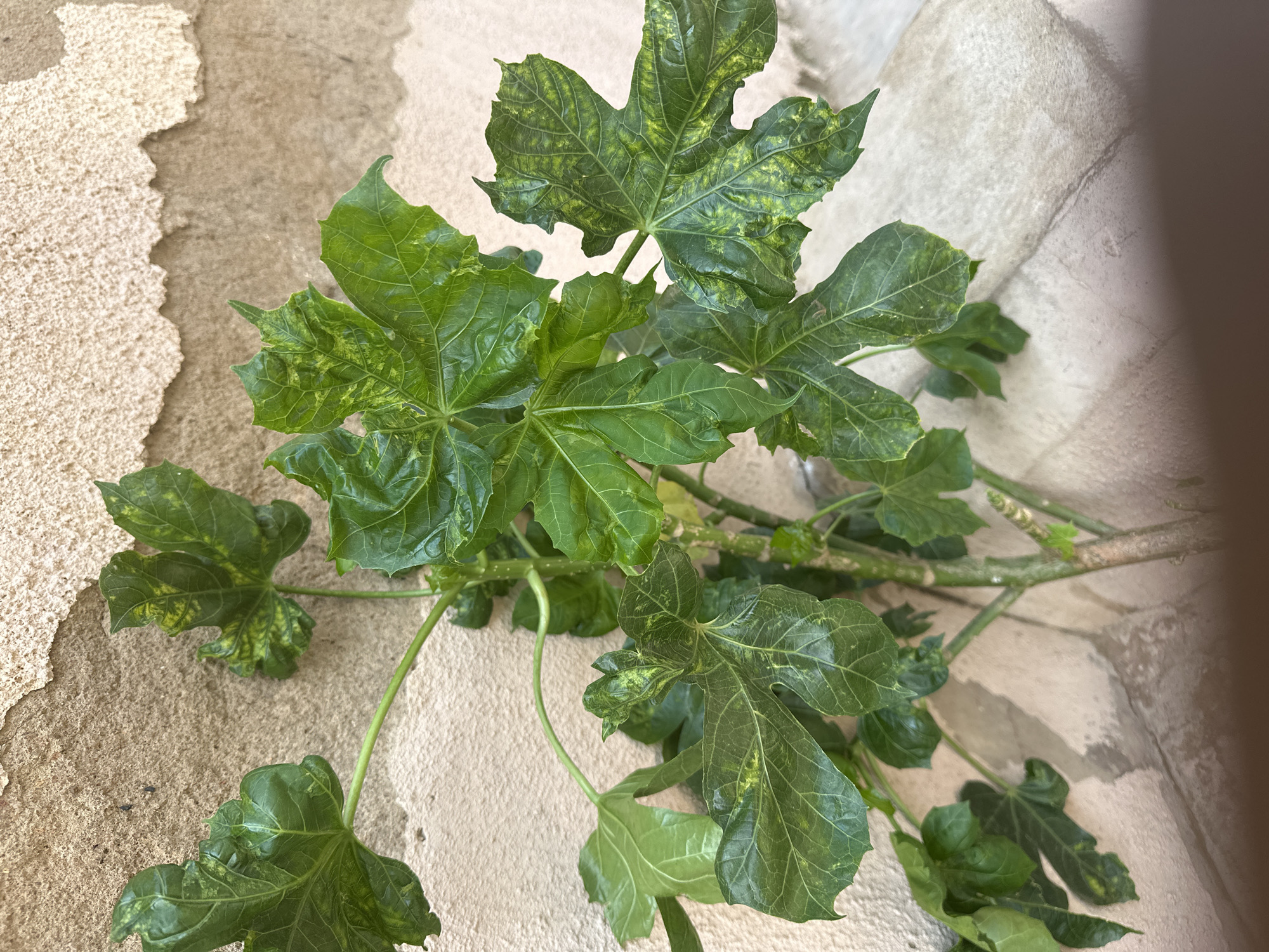 The image shows a close-up view of a plant with large, green, lobed leaves against a textured, sandy-colored wall. The leaves exhibit variegation, with patches of lighter green and yellow. Some leaves are slightly curled or crinkled. The plant's stems are visible, appearing woody and green, with some nodes and smaller leaves. The background wall has a rough, stucco-like texture and is unevenly colored, with areas of light beige and darker tan. A shadow is cast across the right side of the frame, suggesting ambient light. The overall impression is of an outdoor setting, possibly in a garden or against an exterior building wall. The lighting suggests it is daytime. No people, text, or specific events are depicted.
