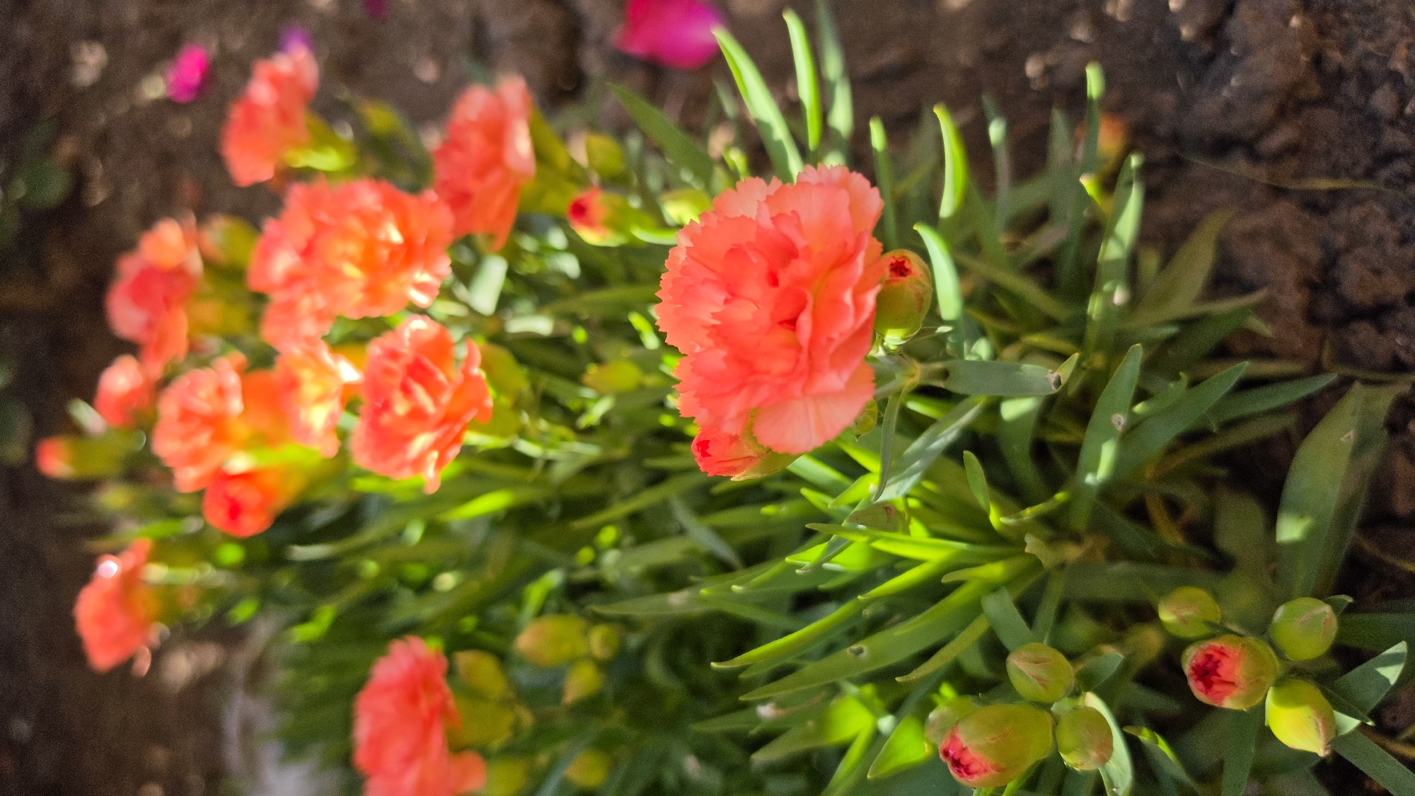 A close-up, vertical shot captures a cluster of vibrant orange carnations and their buds, bathed in bright, dappled sunlight. The flowers, with their ruffled petals, are in various stages of bloom, with some fully open and others tightly furled. The green foliage is lush and forms a dense backdrop. The ground beneath the flowers appears to be dark soil, with hints of brown and gray pebbles. In the background, out of focus, are more orange blossoms and a blurred pink petal. The overall impression is one of a sunny garden, possibly a flowerbed in Krasnochervonnyi, Russia, where these flowers are in full bloom.