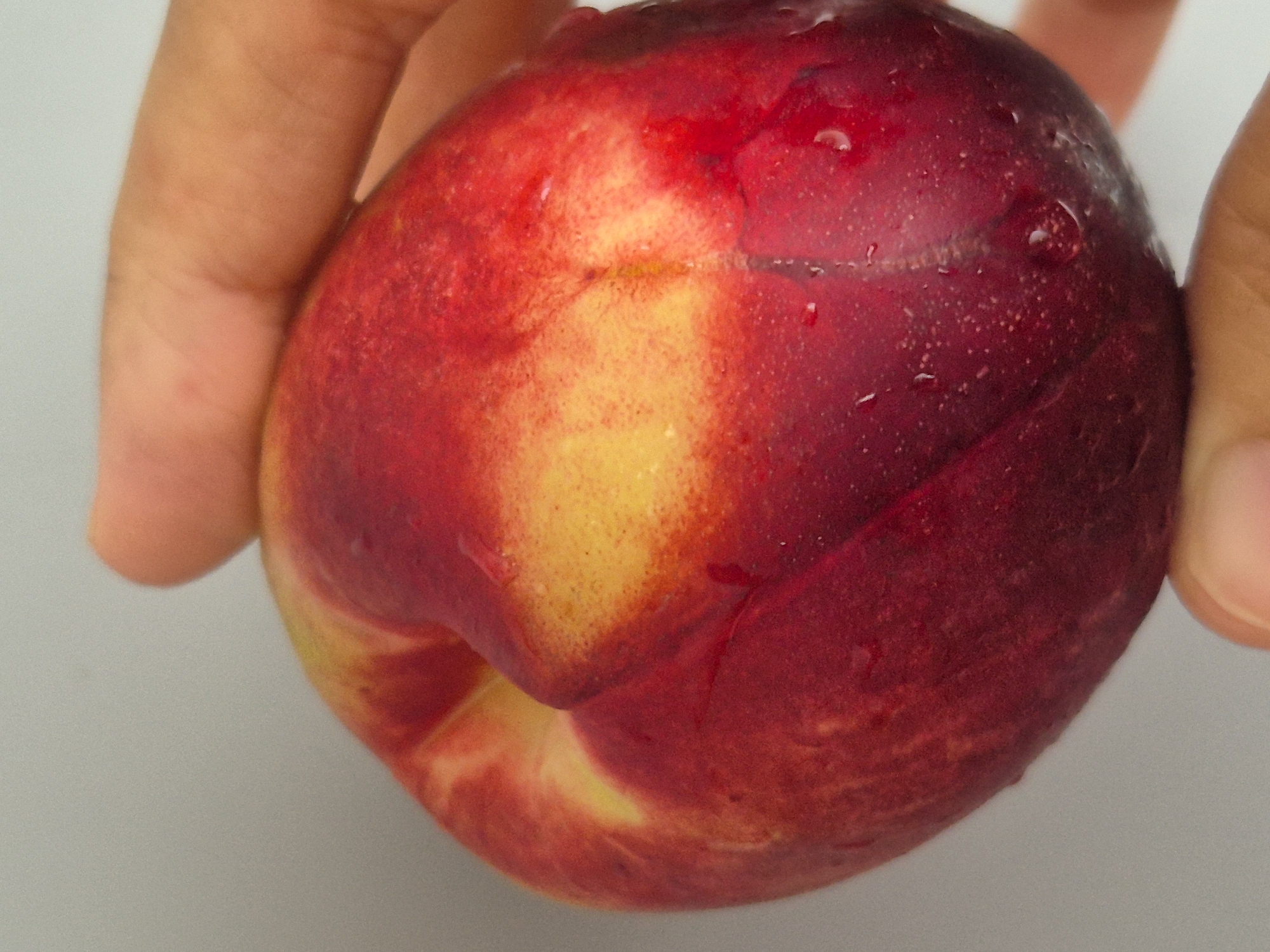 A close-up, horizontal shot shows a hand holding a ripe nectarine. The nectarine is round with a prominent crevice running down one side. Its skin is a gradient of deep red to bright yellow, with tiny water droplets visible across its surface. The hand, positioned in the upper right and lower right corners, gently cradles the fruit. The background is a plain, light gray, devoid of any distinguishing features. The image does not depict any location within the city of Kokshetau, Kazakhstan.