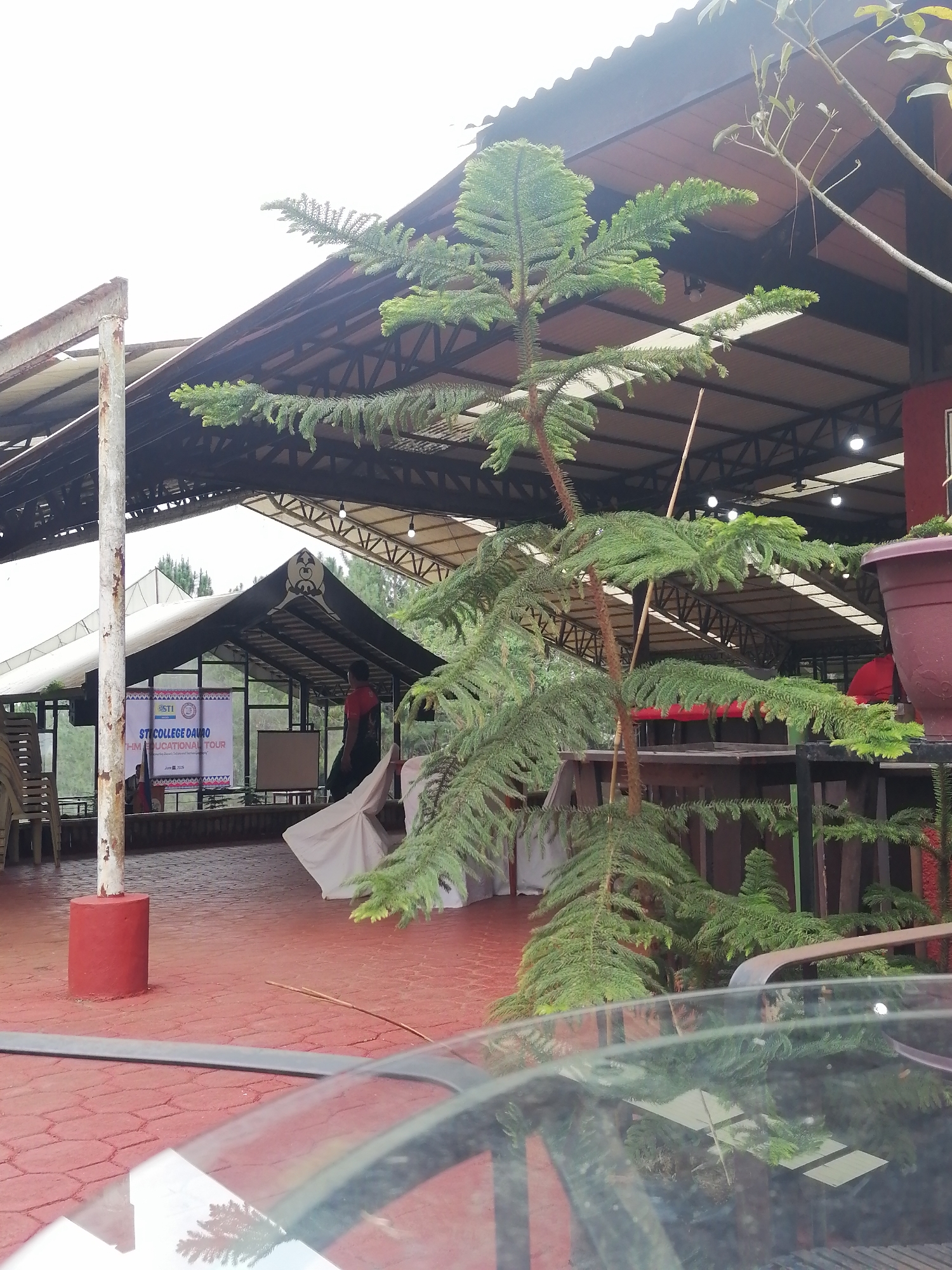 The image depicts an outdoor event space, possibly within a resort or educational institution, in Davao City, Philippines. A young Norfolk pine tree stands prominently in the foreground, its branches reaching towards a covered structure with a corrugated metal roof. In the background, a stage area is visible, adorned with a banner that reads "STI COLLEGE DAVAO - THM EDUCATIONAL TOUR" and "June 2023". Several chairs are stacked to the left, and a white cloth covers a table on the right. A person wearing a red shirt is partially visible on the stage, facing away from the camera. The ground is paved with red, octagonal tiles. The overall scene suggests an event or gathering taking place under a canopy, with lush greenery surrounding the area.