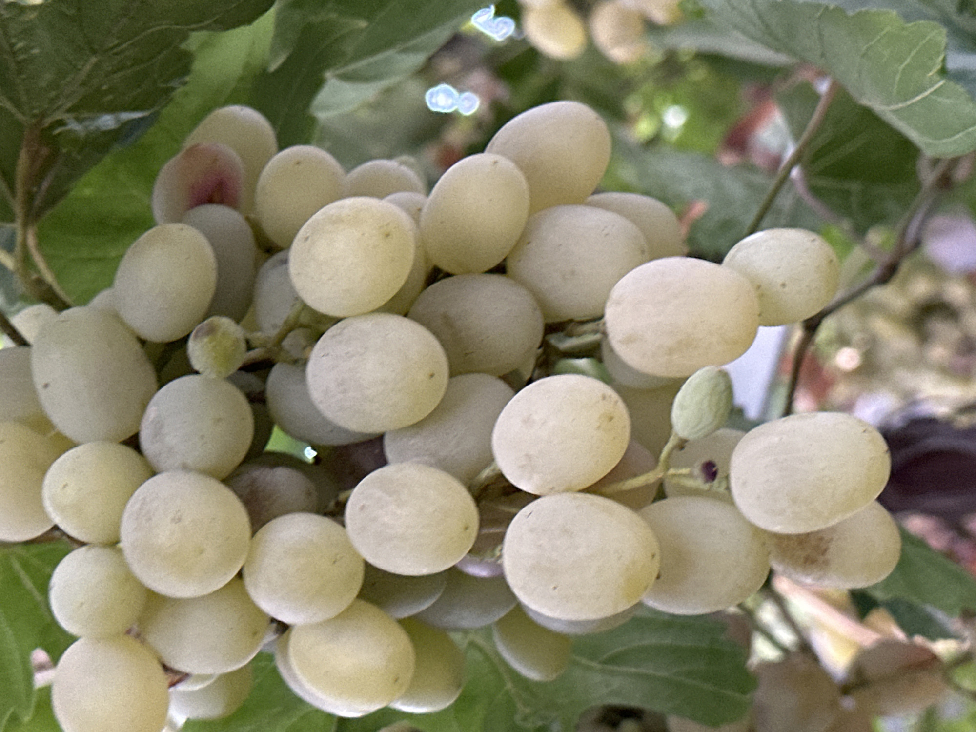 A cluster of pale green grapes hangs from a vine, some with a slight blush of pink. The grapes are round to oval in shape and appear ripe. They are clustered together, with individual stems visible. Green leaves of the grape vine are interspersed with the fruit. The background is softly blurred, suggesting an outdoor setting with dappled sunlight. The image is a close-up shot of the grapes, focusing on their texture and color. There are no people or other animals visible in the image.