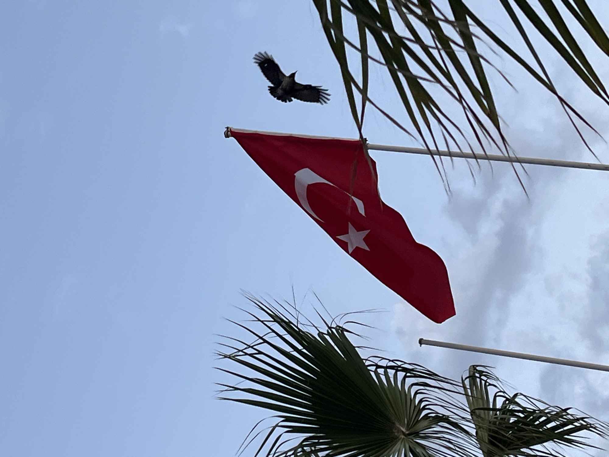 The image shows a Turkish flag waving in the wind with a bird flying above it. The flag is red with a white crescent moon and star. There are palm tree branches in the foreground and background. The sky is blue with some clouds. The location appears to be Alanya, Turkey, based on the flag. There are no people visible in the image.