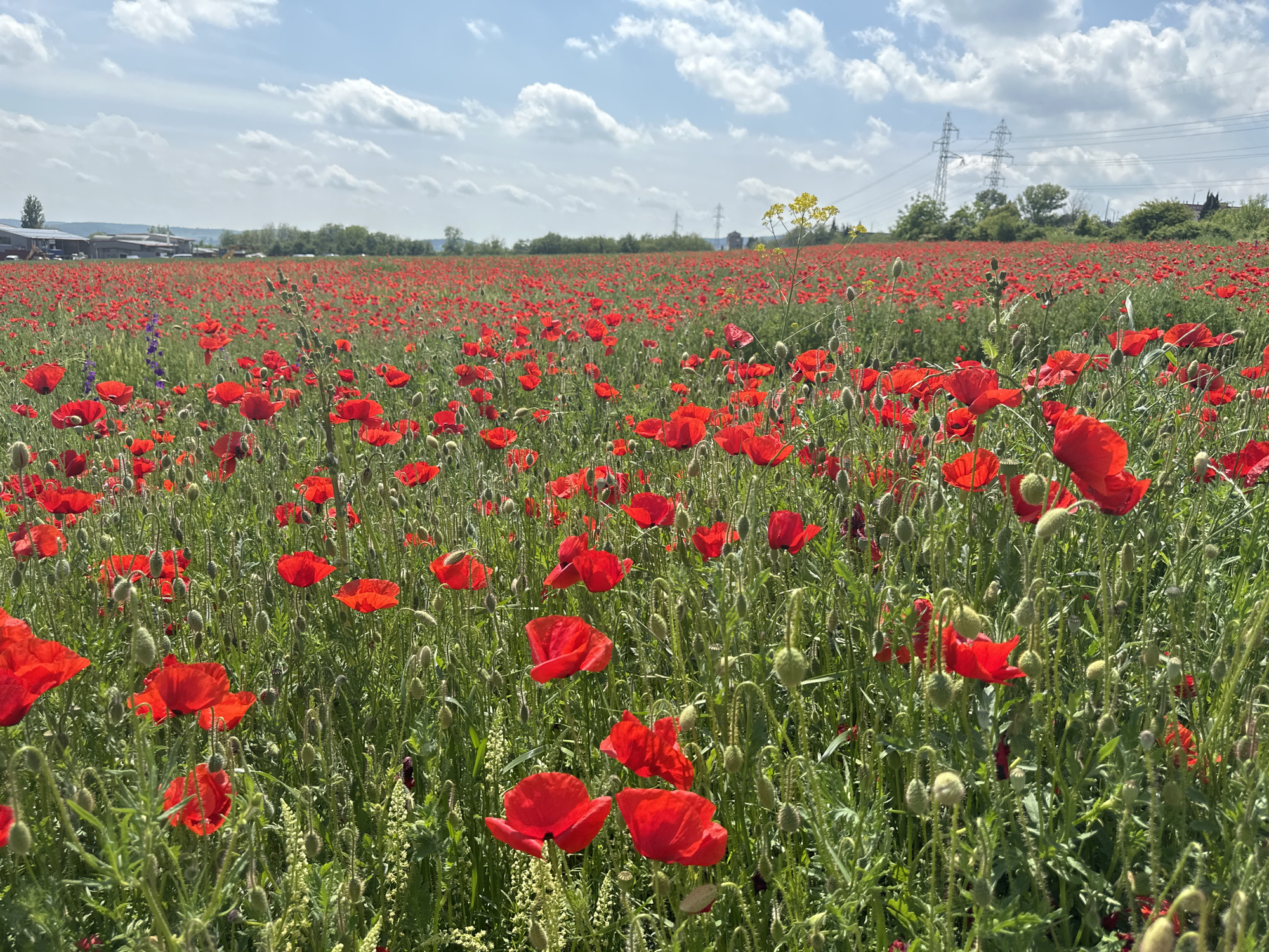 The image shows a vast field of red poppies under a partly cloudy sky. In the background, there are power lines and some buildings and trees. The image is most likely taken in the city of Stara Zagora, Bulgaria. The poppies are the dominant feature of the landscape, creating a vibrant red carpet across the field. The scene appears to be a natural environment with clear signs of human influence in the distance.