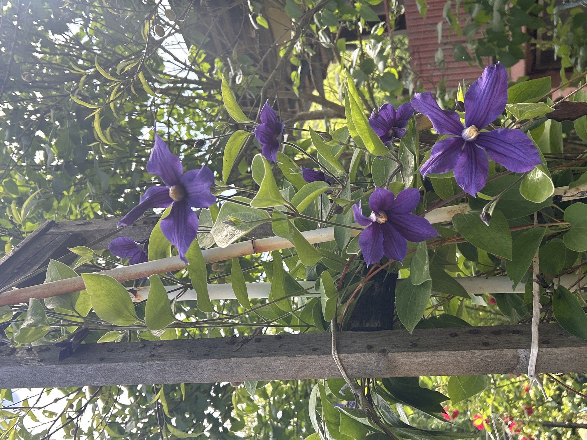 The image depicts a climbing plant with large, deep purple flowers, identified as a Clematis, growing on a wooden trellis structure. The location is suggested as Cherven, Bulgaria, though this cannot be verified from the image alone.

The trellis consists of weathered wooden planks, both gray and white, with horizontal slats. The Clematis vines are intertwined with the trellis, displaying green leaves and several prominent flowers. The flowers have six petals and a central cluster of yellow stamens.

The background features foliage, including trees and shrubs. A building of a brick color is visible at the top right. The lighting suggests a sunny day, casting shadows and creating highlights on the leaves and flowers.