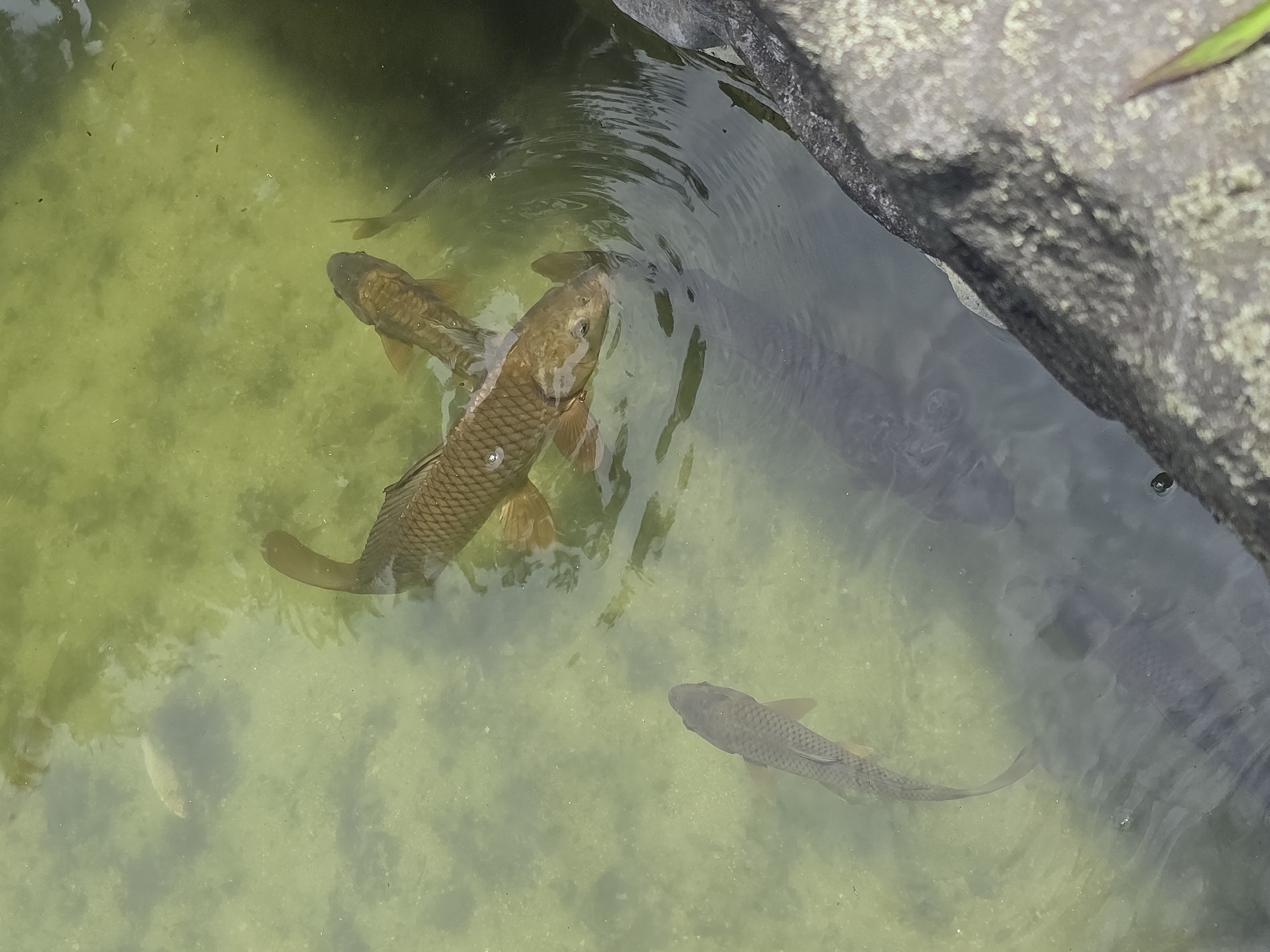 In the city of Buyun-ri, South Korea, four carp swim in a pond. The pond's water is a murky green, with sunlight dappling the surface and reflecting off the sandy bottom. A large, dark rock juts into the pond from the right side of the frame. One carp, larger than the others, swims towards the center of the pond, its scales a shimmering bronze. Two smaller carp swim close behind it, while a fourth, longer carp swims away from the group towards the left. The scene is tranquil, a snapshot of nature's quiet beauty in an urban setting.