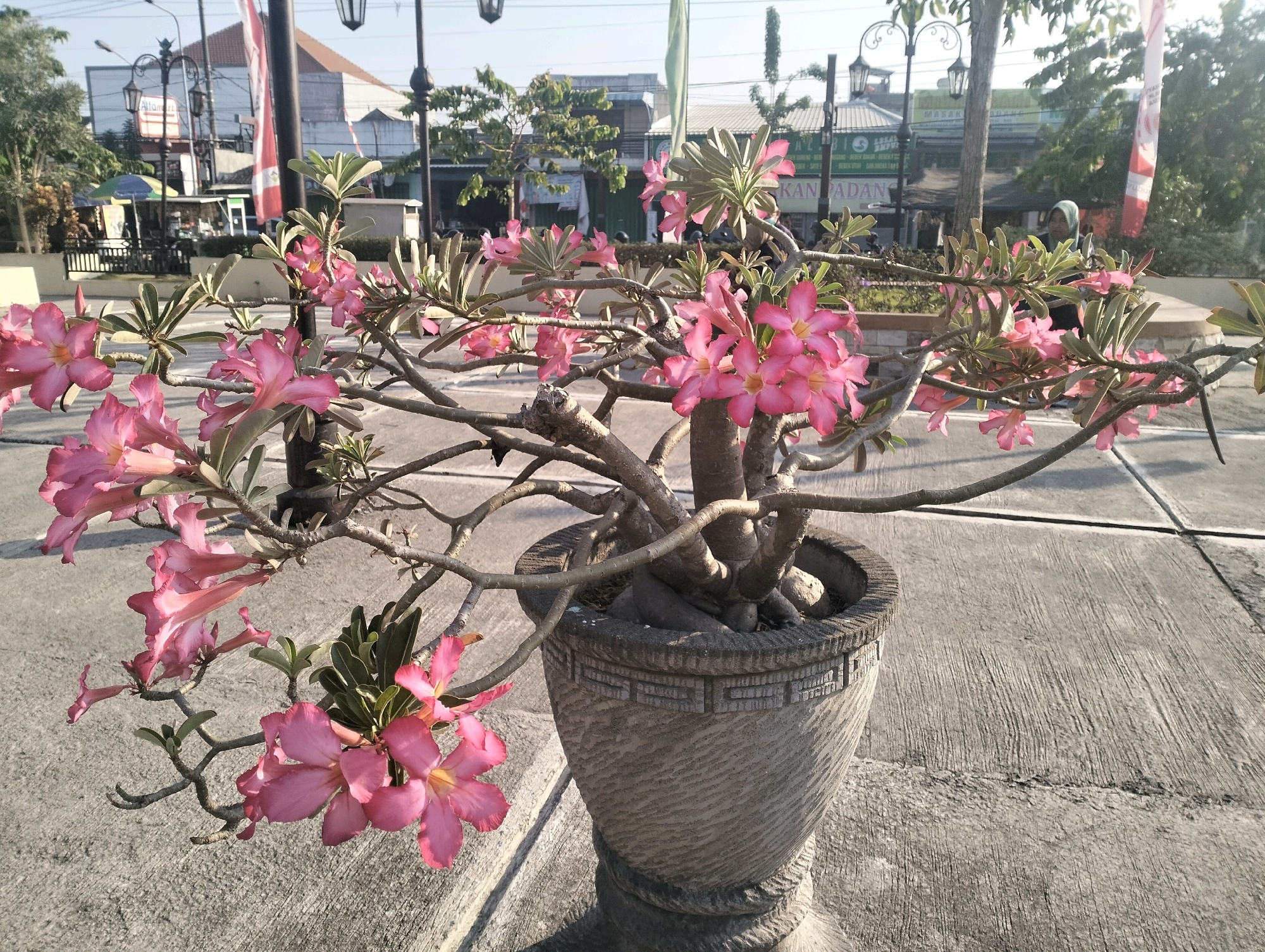 A close-up, eye-level, medium shot captures a potted desert rose plant with vibrant pink flowers against a slightly out-of-focus urban backdrop. The plant, positioned in a textured grey pot with a decorative band, is the focal point. Its branches extend outward, laden with delicate, star-shaped blossoms. The background reveals a street scene in Bangunsari, Indonesia, with buildings, streetlights, and pedestrians. Sunlight casts shadows, highlighting the detail of the plant and the rough texture of the concrete ground. The scene suggests a bright, sunny day in a populated area.