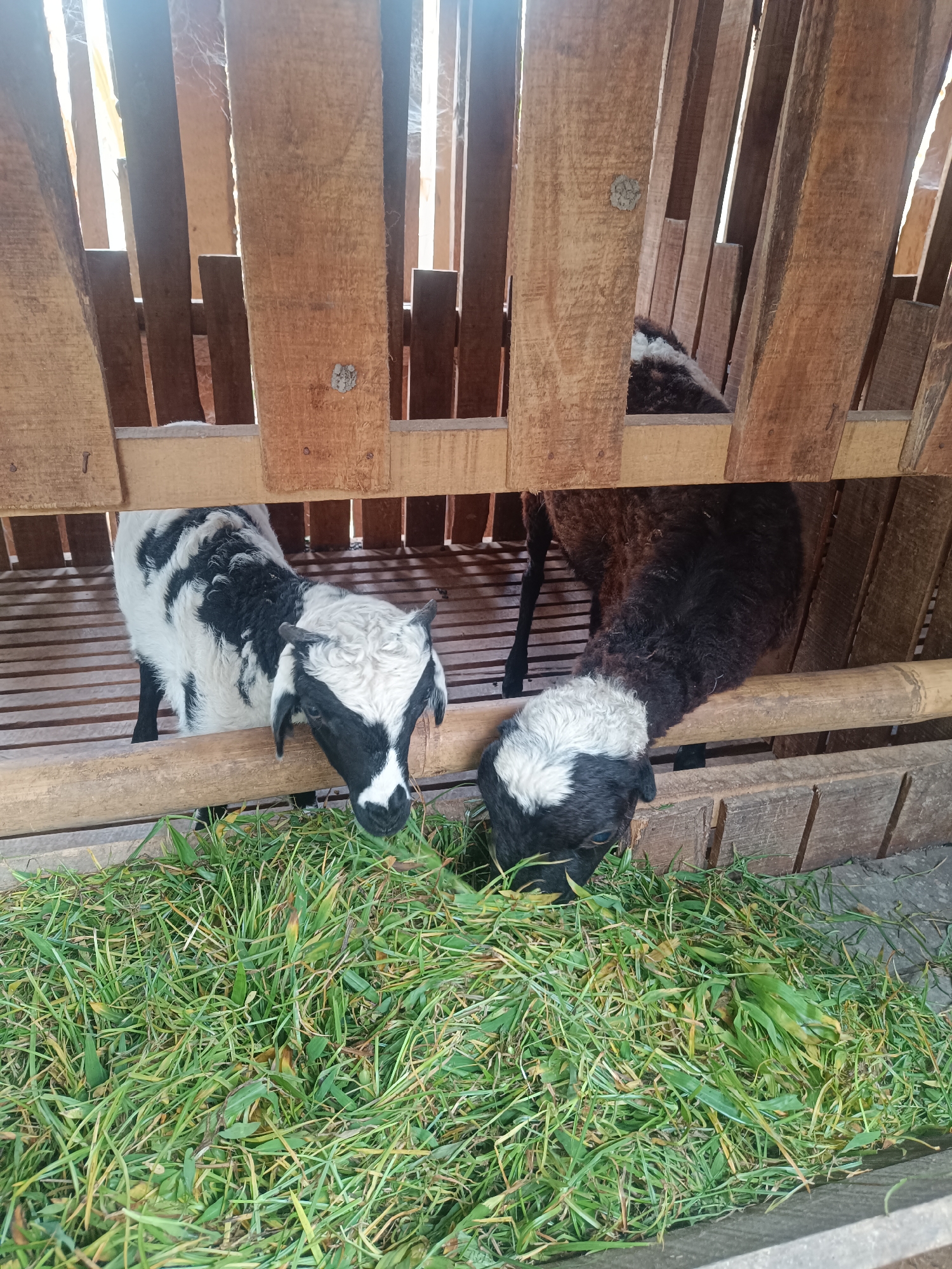Two goats are visible in a wooden pen, eating grass. The goat on the left is primarily white with black patches on its face and body. The goat on the right is predominantly black with a white patch on its face. Both goats are heads-down, focused on the green grass in front of them. The pen is constructed from rough-hewn wooden planks, with horizontal slats forming the floor and vertical planks making up the walls. The background shows more wooden structures and a bright, possibly outdoor, light source. The scene appears to be in Jetis, Indonesia, likely a farm or rural setting given the presence of livestock.