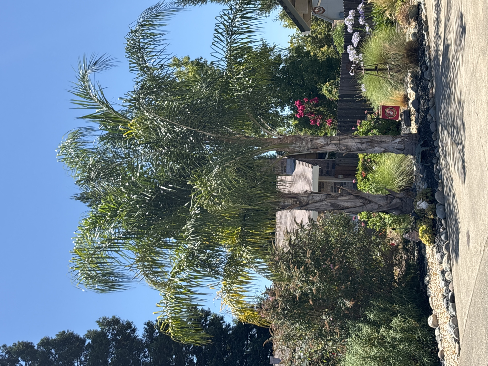 The image depicts a residential yard in Orangevale, California, United States, on a clear, sunny day. The foreground features a paved driveway or street casting dappled shadows from palm trees. The yard itself is landscaped with a variety of plants, including two prominent palm trees with rough bark, lush green bushes, and ornamental grasses. A cluster of pink flowers is visible behind the palm trees, and further back, a wooden fence encloses the property. A decorative windmill made of rusted metal stands among the grasses, and a small red banner with a gold emblem, possibly a military insignia, is displayed near the windmill. A few small garden figurines are scattered amongst the rocks and plants at the base of the palm trees. In the background, parts of houses are visible, with a roofline and chimney suggesting a suburban setting. A tall, dark green evergreen tree is located to the left of the palm trees. The sky is a vibrant, cloudless blue.