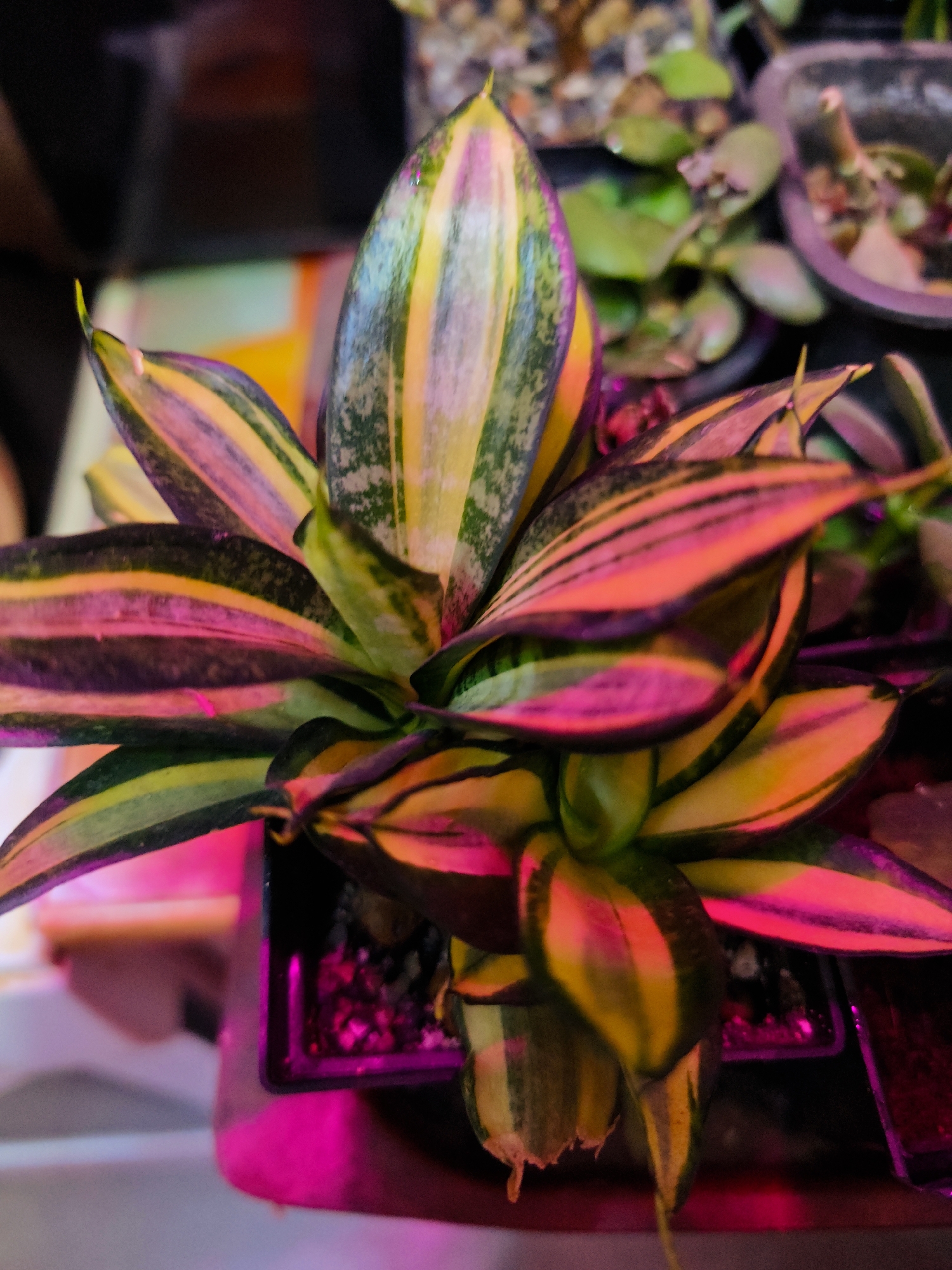 The image shows a close-up of a Sansevieria trifasciata 'Laurentii' plant, commonly known as a snake plant. The leaves are variegated with green, yellow, and white stripes, and are illuminated by artificial pink and orange light, which creates a dramatic effect. The plant is in a black plastic pot filled with soil. In the background, other plants in pots are visible, also under artificial lighting. The scene appears to be an indoor setting, possibly a greenhouse or a collector's home. There is no indication of the city of Abakan, Russia, or any other specific geographical location.