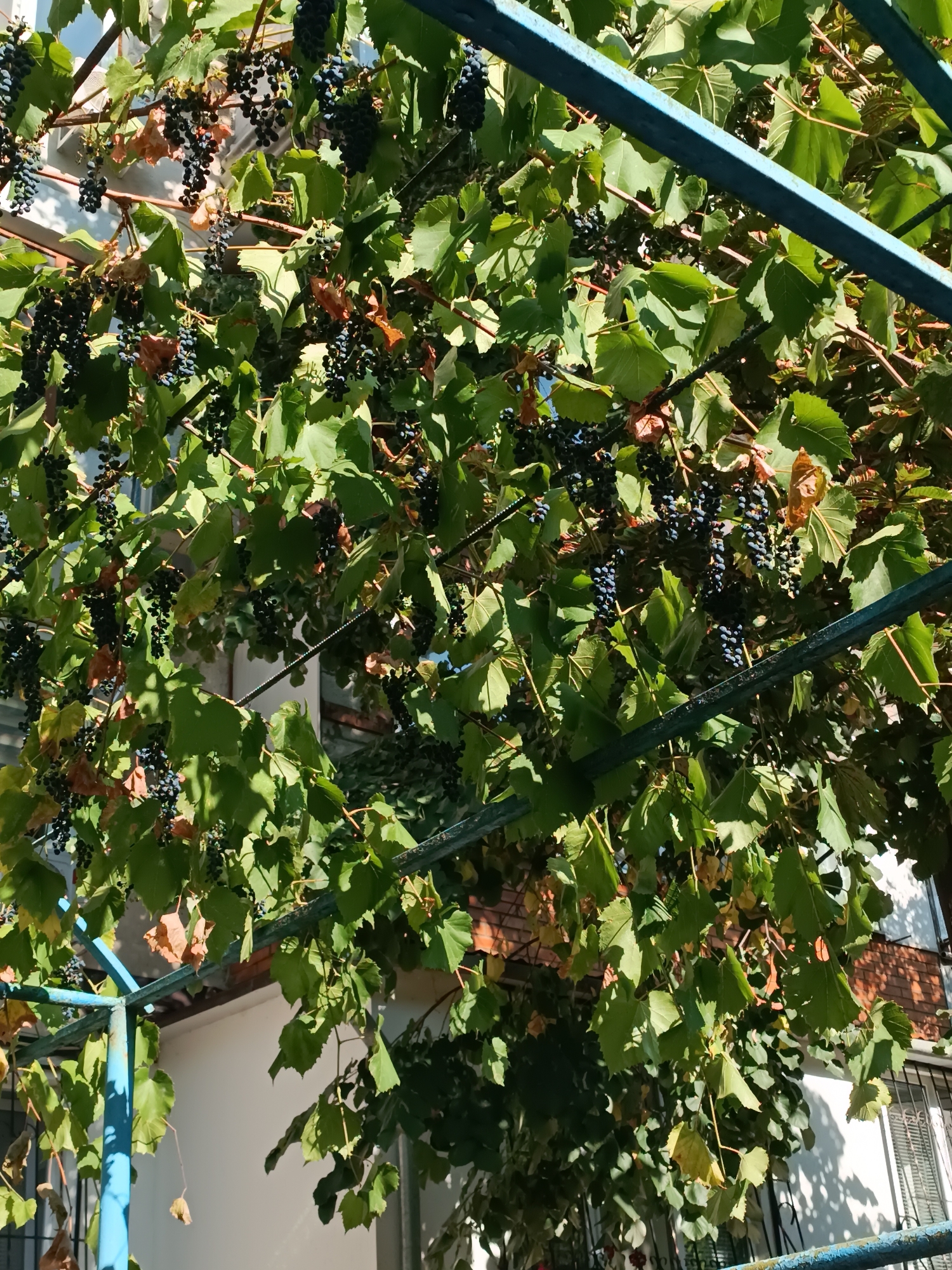 The image depicts a close-up view of grapevines laden with dark purple grapes, suspended from a blue metal trellis structure. The foliage is lush and green, with some leaves showing signs of drying or browning. In the background, portions of a light-colored building are visible, featuring windows with blinds and brick accents. The overall scene suggests an outdoor setting, possibly a residential area in Chișinău, Moldova, where such vine-covered trellises are common in courtyards or balconies. The sunlight casts shadows on the building, indicating it is daytime. There are no people or animals present in the image.