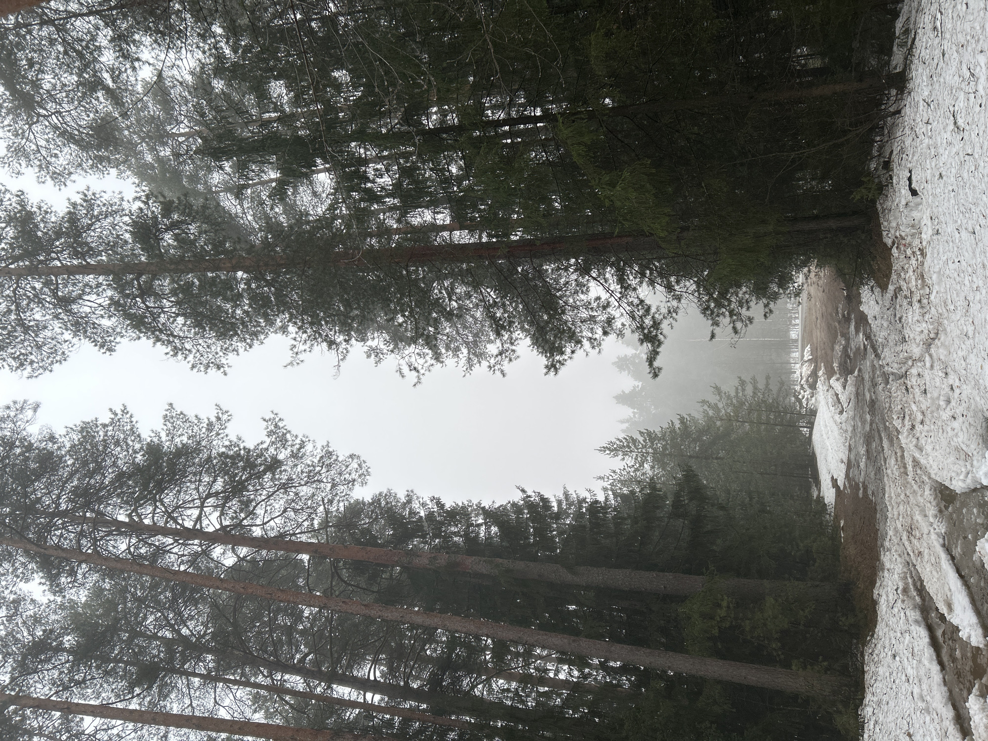 The image depicts a view through a snowy forest in Chaikovsky, Russia, on a foggy day. Tall pine trees line a path or road covered with melting snow and mud. The sky is overcast, creating low visibility. The trees are dense, obscuring a clear view into the distance. The snowy surface is uneven, revealing patches of soil and debris. No people or animals are visible.