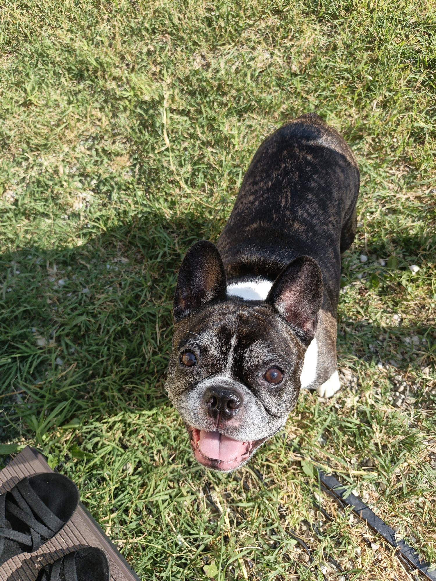 The image shows a brindle and white French Bulldog standing on grass. The dog is looking up at the camera with its mouth open, panting. It has large ears and dark brown eyes. A white blaze runs down its snout and across its chest. The dog's fur is short and sleek. In the background, the grass is green and appears to be well-maintained. The lighting suggests it is daytime, likely a sunny day, as there are shadows cast on the grass, including a distinct shadow of the dog. There is a small section of a wooden deck and a pair of black sandals in the lower left corner of the image. A black leash is visible on the grass to the right of the dog. The overall scene conveys a sense of a dog enjoying an outdoor activity. There is no visible text in the image.