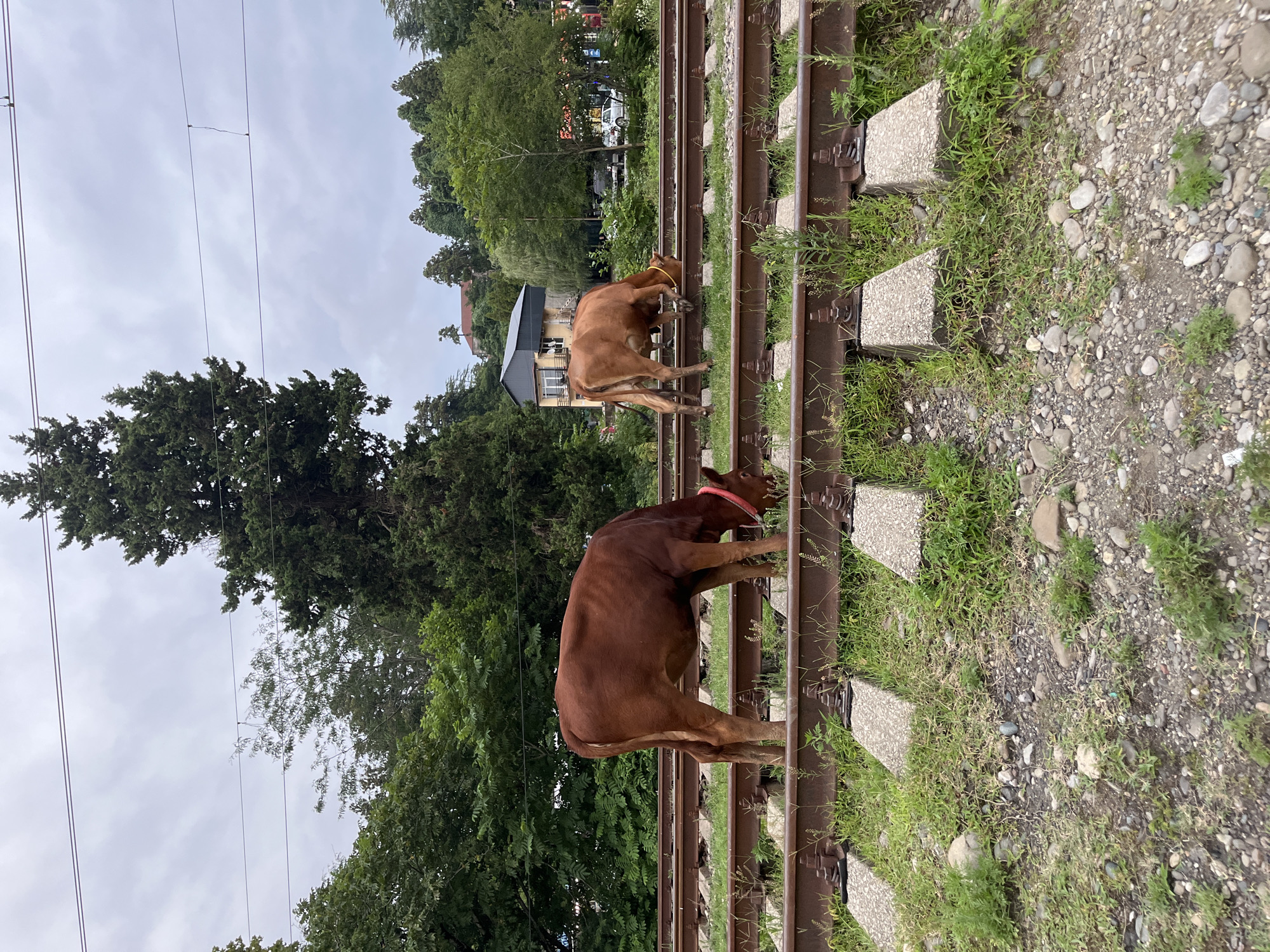 Two brown cows graze on grass growing between railroad tracks. The cow on the left faces left and wears a pink collar. The cow on the right faces right and wears a yellow rope around its neck. The railroad tracks are made of metal rails supported by concrete sleepers. In the background, several trees are visible, along with buildings and a street with a white car. The sky is overcast. The scene is located in Ureki, Georgia, a coastal resort town known for its magnetic black sand beaches.