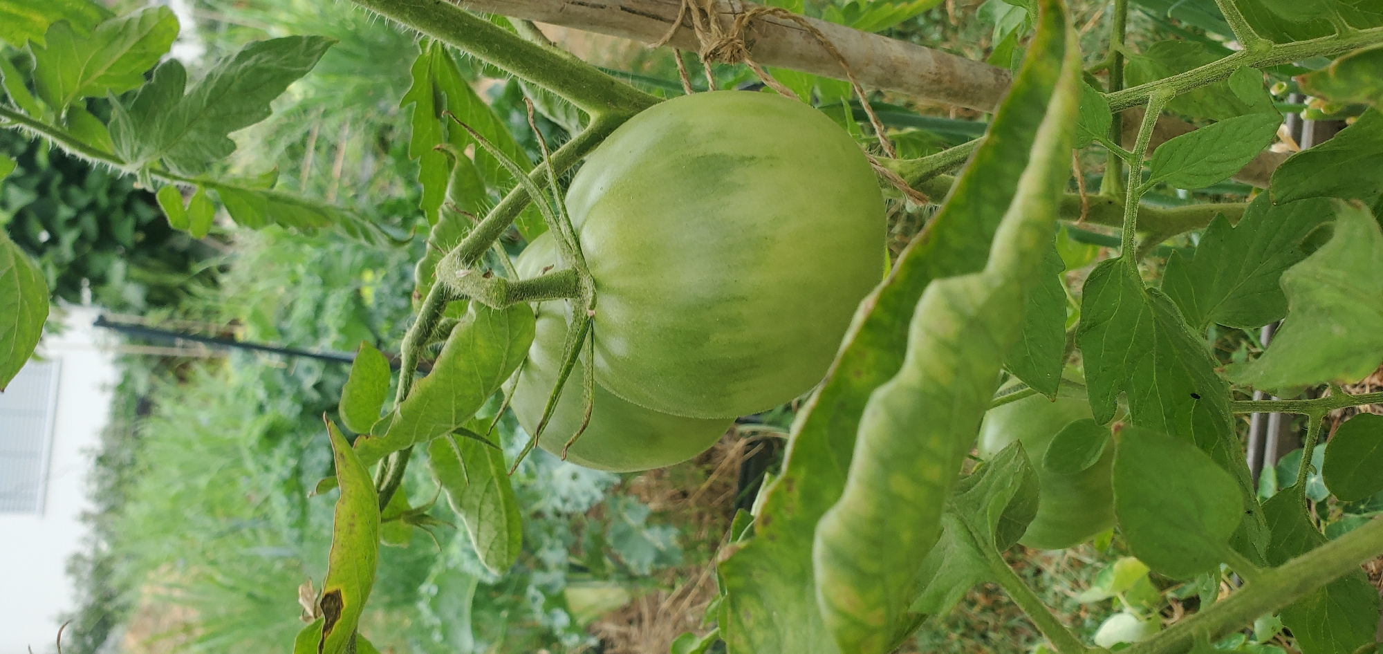 A close-up, vertical shot captures two unripe green tomatoes on a vine in a garden. The tomatoes are round and show faint green stripes. The vine has fuzzy stems and green, serrated leaves, some of which show minor browning and spots. A wooden stake supports the vine, tied with twine. In the background, blurred green foliage and a portion of a white building with horizontal blinds are visible. The scene appears to be outdoors in a garden setting, potentially in Achern, Germany, given the context.
