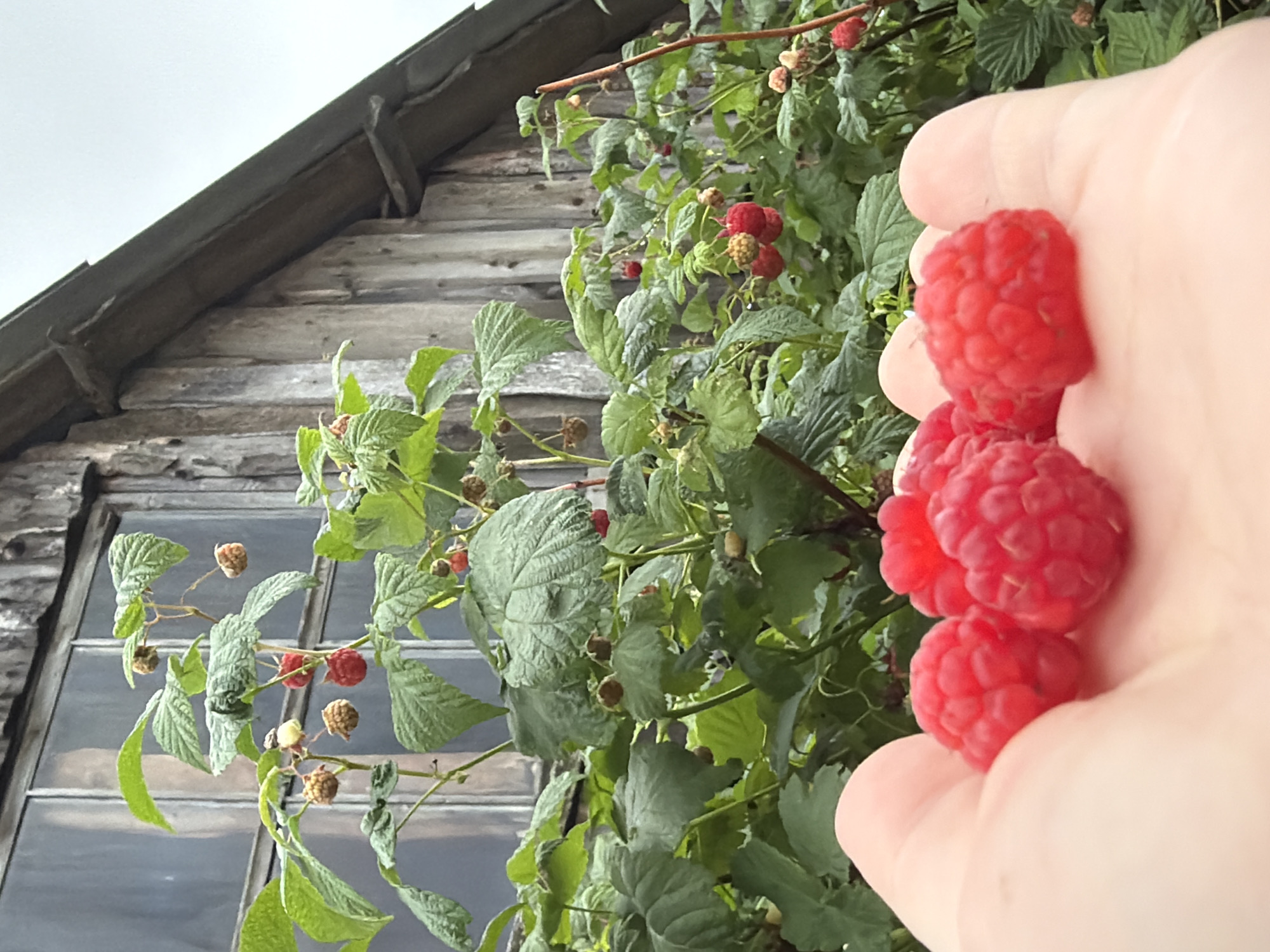 A close-up, shallow depth of field shot shows a person's hand holding a cluster of ripe raspberries. In the background, out of focus, is a raspberry bush with green leaves and more red and dried berries. Behind the bush, a weathered wooden building with a window is visible. The building appears to be in a rural or suburban setting, possibly in the city of Уральское, Russia. The sky is overcast and a pale gray.