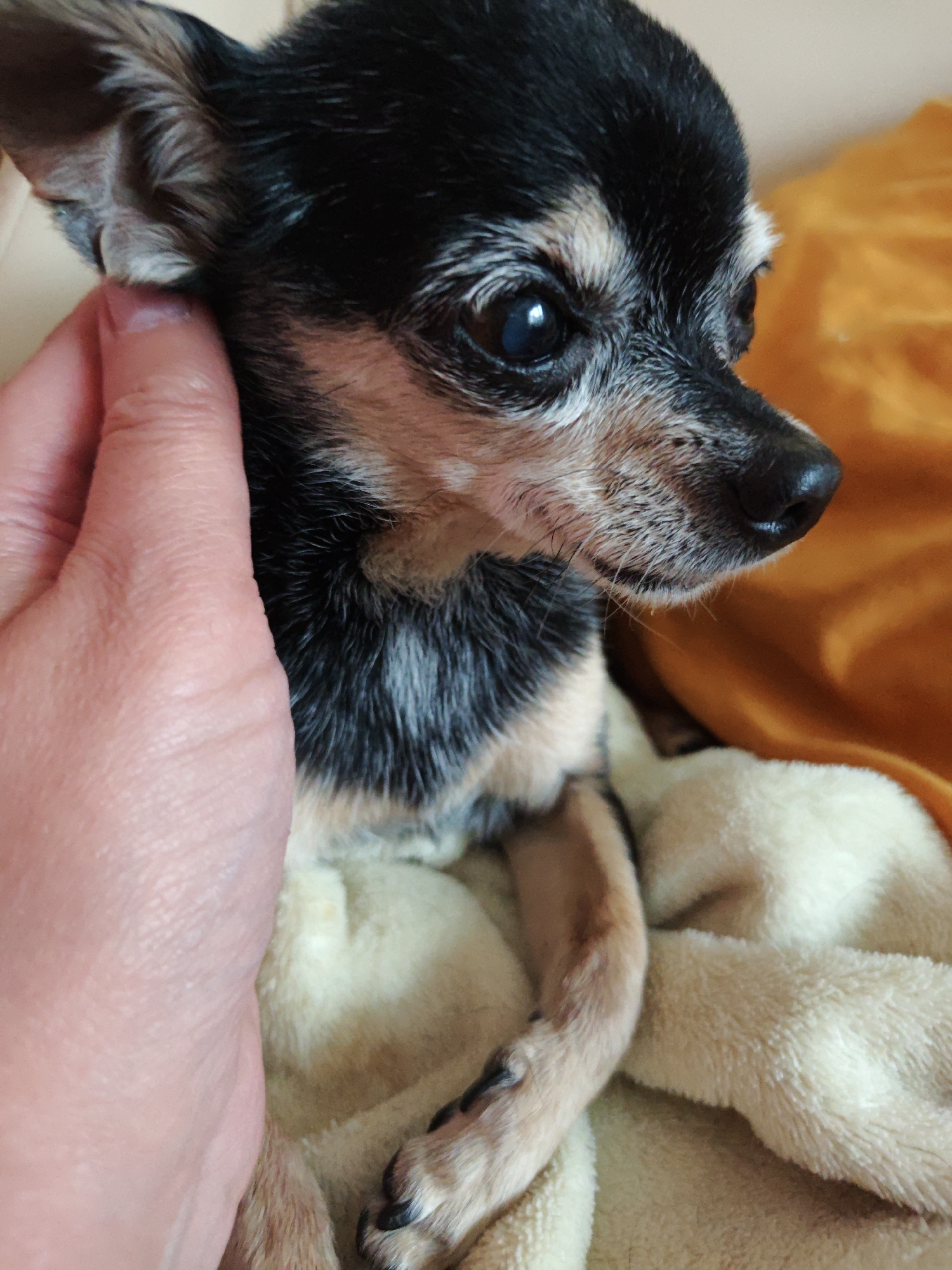 A close-up, eye-level shot shows a small, black and tan Chihuahua dog being petted by a human hand. The dog is lying down, wrapped in a soft, cream-colored blanket. Behind the dog, an orange-colored textured surface, possibly a cushion or blanket, is visible. The dog's head is turned to the right, with its dark eyes looking forward and its nose pointing slightly down. The dog's fur is short and appears slightly grizzled around the muzzle. The human hand, with visible fingernails, is gently touching the dog's head near its ear. The image is taken indoors, with soft lighting. The location is not specified in the image.