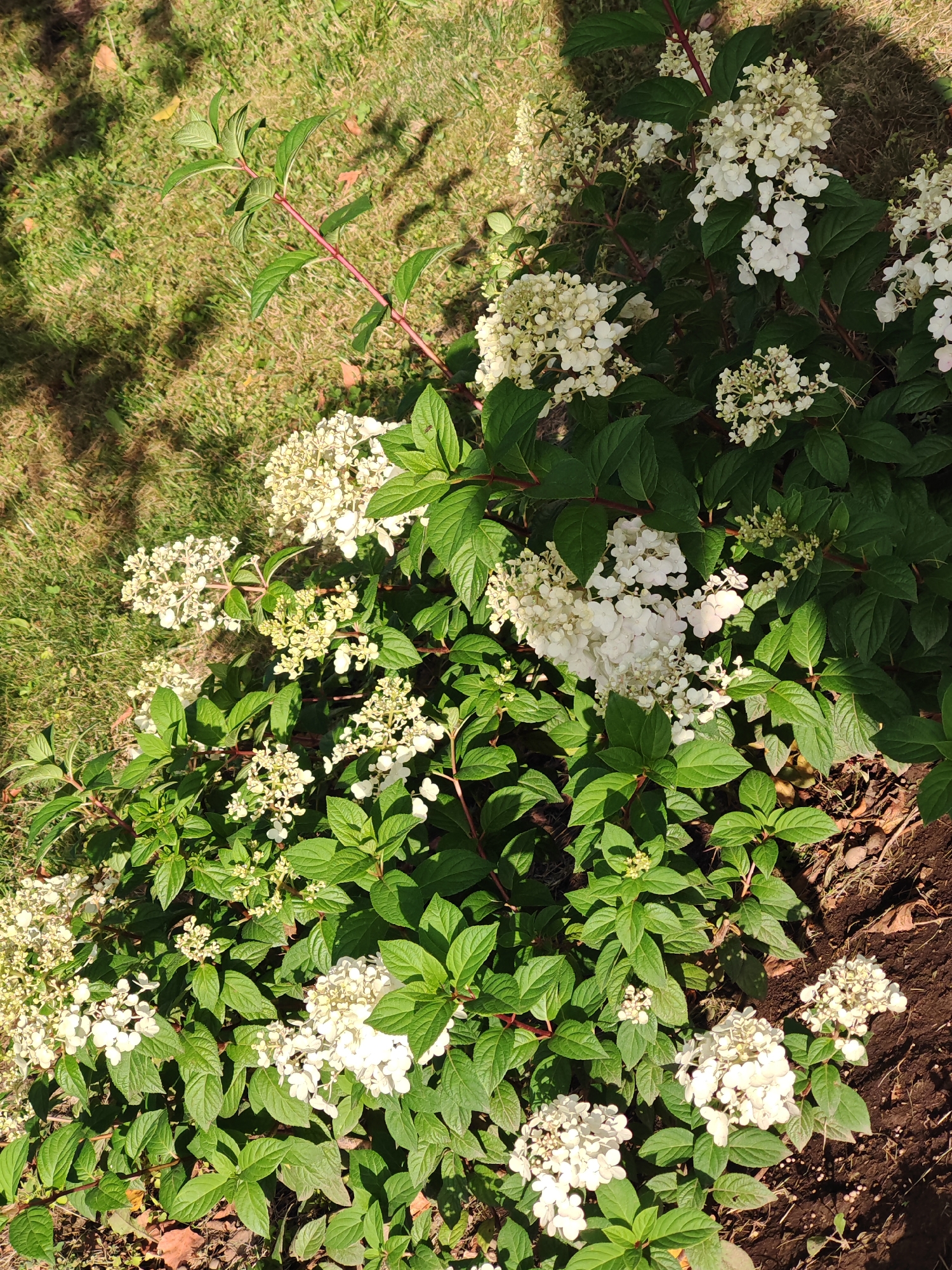 In the city of Rosinka, Russia, a cluster of white hydrangeas blooms against a backdrop of green grass and dark soil. The plants, with their lush green leaves and delicate white flowers, are arranged in a dense grouping. The sun casts dappled shadows across the scene, illuminating the intricate details of the blossoms and foliage. The ground surrounding the plants is covered in dry leaves and twigs, suggesting an outdoor setting in a garden or park. No people are present in the image. The overall impression is one of natural beauty and tranquility.