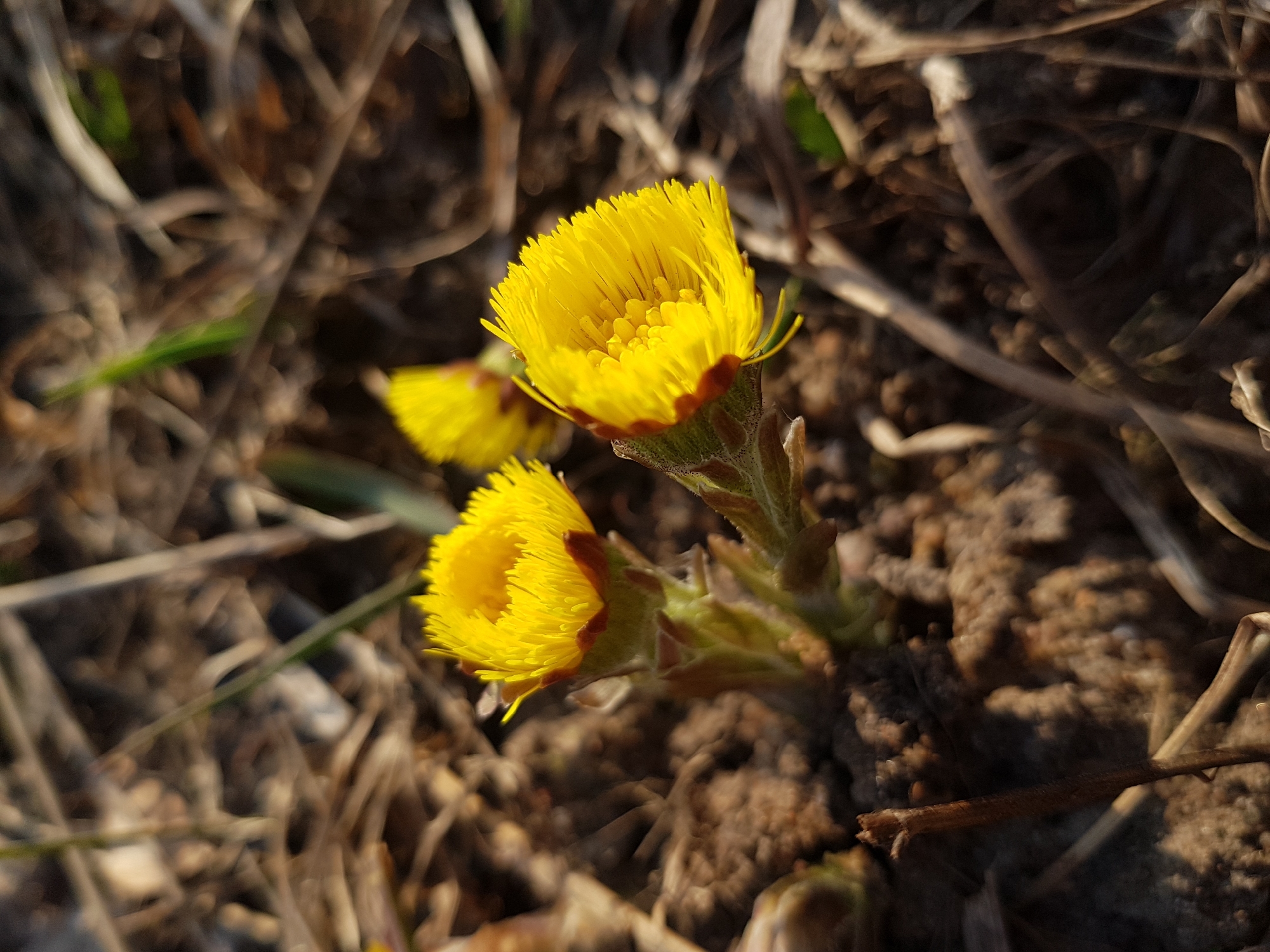 The image depicts two bright yellow coltsfoot flowers (Tussilago farfara) in bloom amidst dry, brown vegetation and soil. The flowers are the primary focus, with one fully open and the other slightly less so. The surrounding environment suggests a natural setting, possibly a field or disturbed ground in an urban or suburban area. Given the request to locate this image in Saint Petersburg, Russia, it's plausible the scene is captured in a park, a roadside verge, or a similar semi-natural area within the city or its surrounding regions. The image showcases the arrival of early spring, as coltsfoot is one of the first flowers to appear.