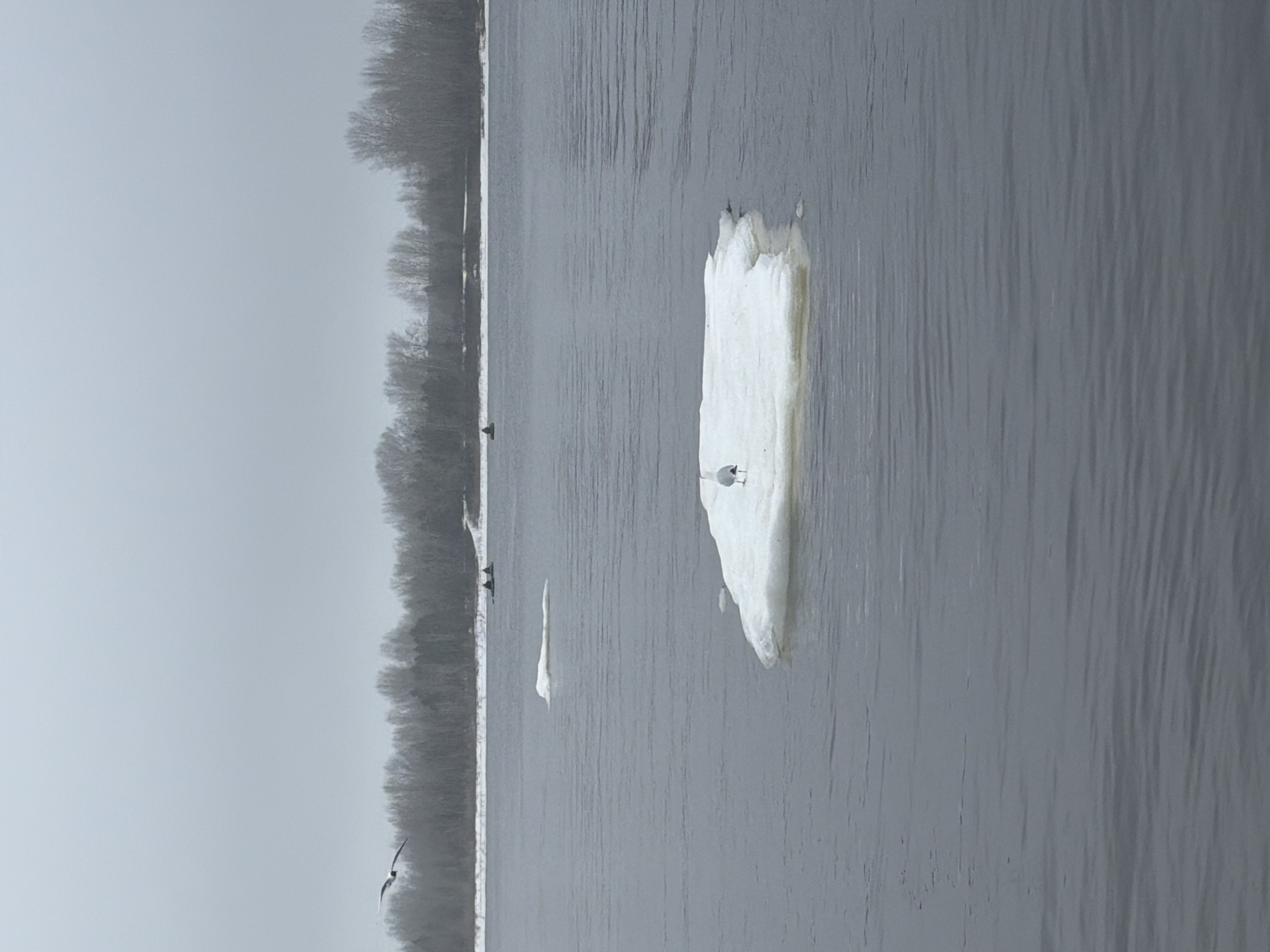 A grayscale, oblique-angle outdoor photograph shows ice floes on the Kama River, near the city of Chaikovsky, Russia. The sky is overcast. A line of bare trees is visible along the riverbank. Several dark-colored birds are visible; one is flying low near the riverbank and another is perched on the ice. The river water is a uniform gray color. The ice floes appear to be melting or eroded at the edges.