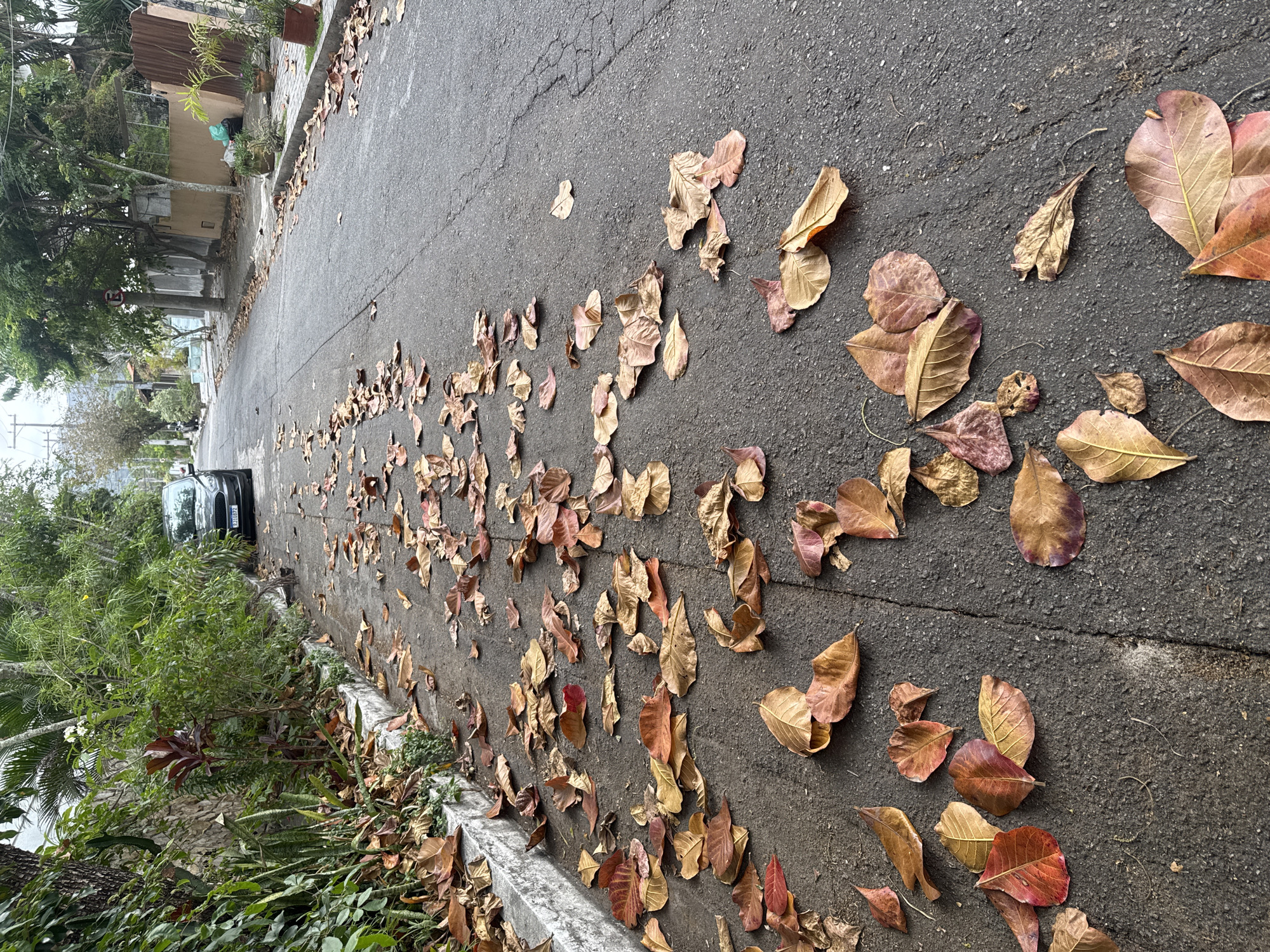 The image depicts a street scene in Niterói, Brazil, characterized by an abundance of fallen leaves scattered across the asphalt. The street is lined with lush vegetation on the left, including a stone wall and various plants, some of which are exhibiting reddish hues. A dark-colored car is parked on the side of the road. The street itself appears to be a residential or suburban area, with houses and a fence visible in the background. The sky is overcast, suggesting a potentially cloudy or rainy day. The focus is primarily on the ground, showcasing the fallen leaves in various shades of brown, red, and yellow, indicating an autumn or seasonal shedding period. The leaves cover a significant portion of the road's surface, creating a natural carpet.