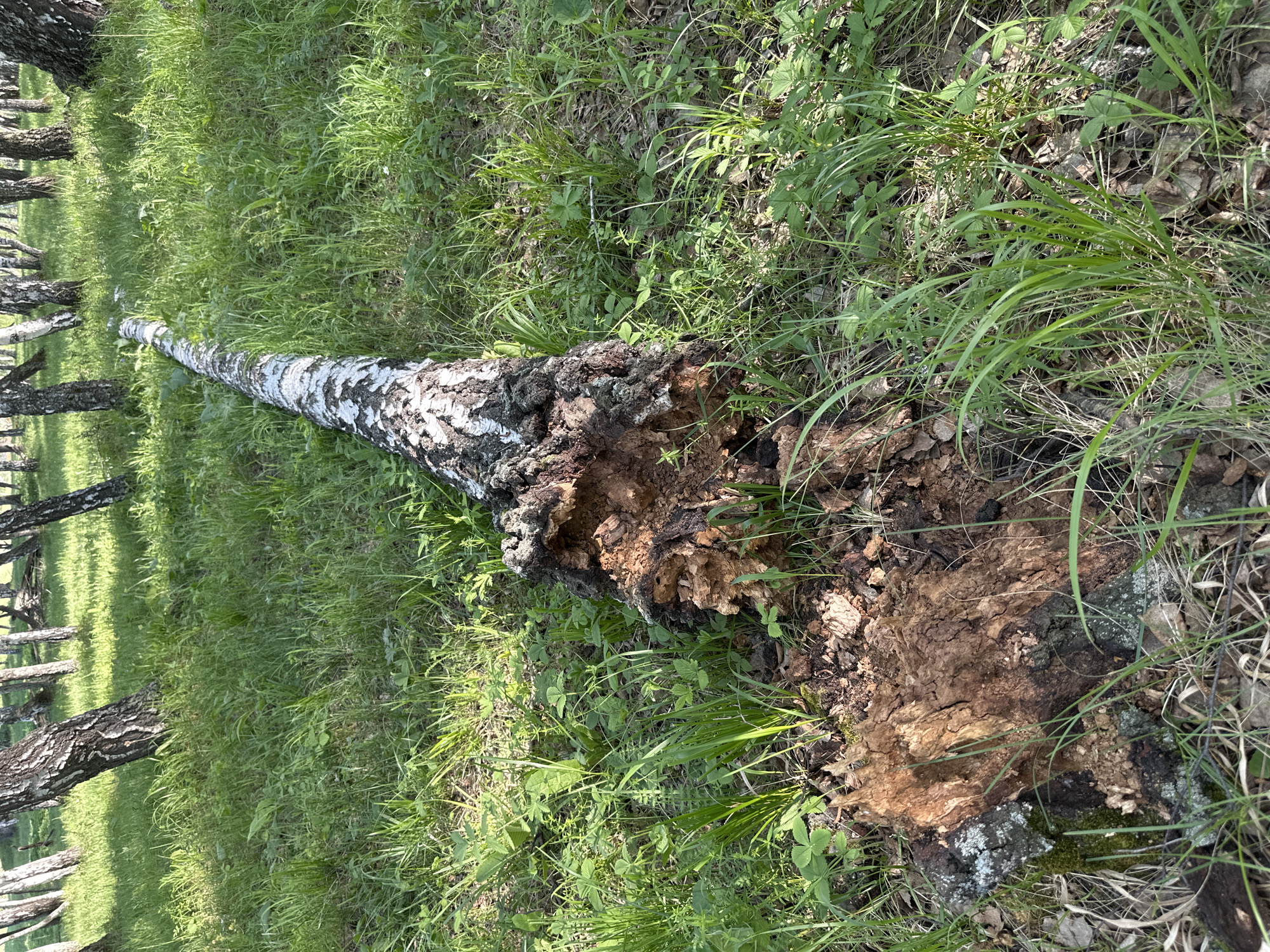 The image depicts a fallen birch tree in a grassy area. The tree's trunk is partially decomposed at the base, revealing brown and decayed wood. The remaining bark is white with dark markings, characteristic of birch trees. The surrounding area is covered in green grass and various plants. Other birch trees are visible in the background, suggesting a birch forest or grove. The location is described only as Unknown, Unknown.