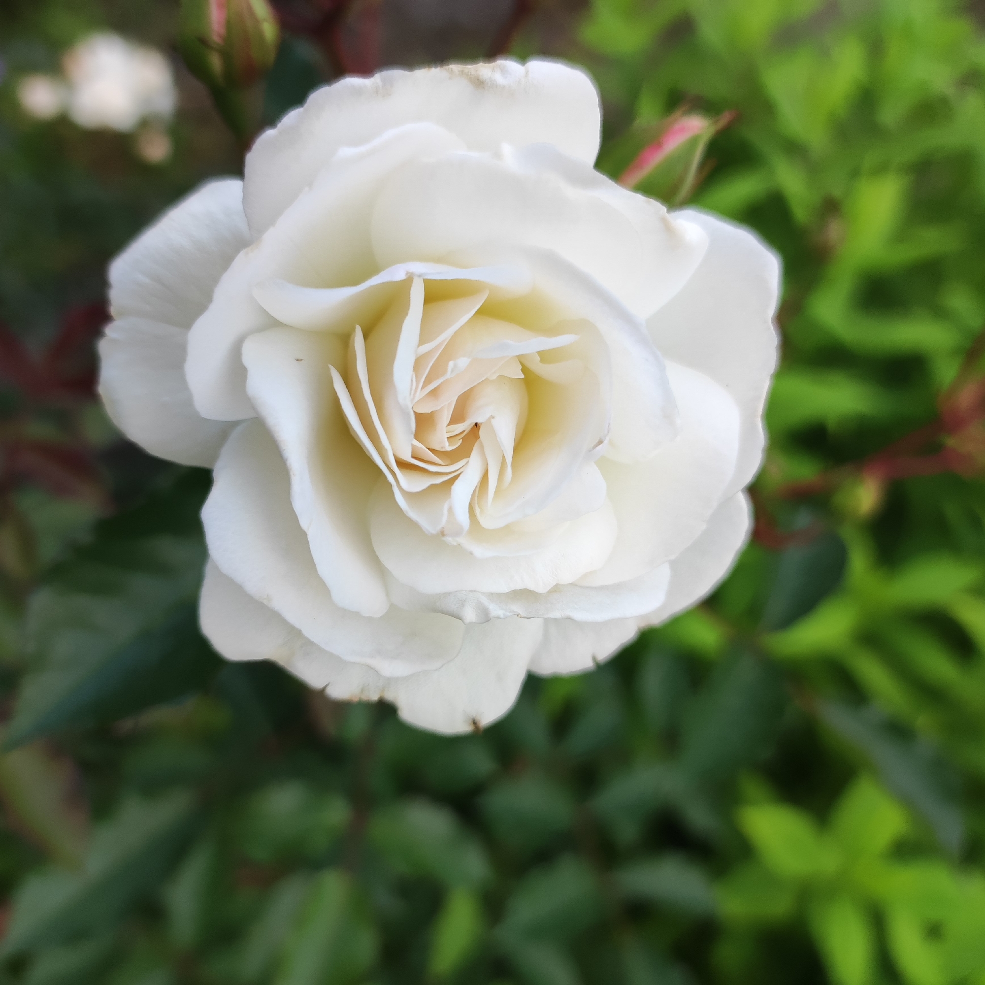 This is a close-up, eye-level shot of a single, fully bloomed white rose. The rose is centered in the frame and takes up most of the visual space. Its petals are soft and layered, with the inner petals displaying a slightly creamy or pale yellow hue, while the outer petals are a pure white. Some of the outer petals have slight imperfections, with brown or discolored edges, suggesting the bloom is past its peak or has been exposed to the elements.
The rose is set against a blurred background of green foliage, with hints of darker leaves and reddish-brown stems. A closed rose bud, tinged with pink, is visible in the upper left portion of the image, adding a touch of color to the scene. The lighting appears natural, suggesting it was taken outdoors during the daytime, possibly on an overcast day given the diffused light. There is no visible text in the image. The overall impression is one of delicate natural beauty.