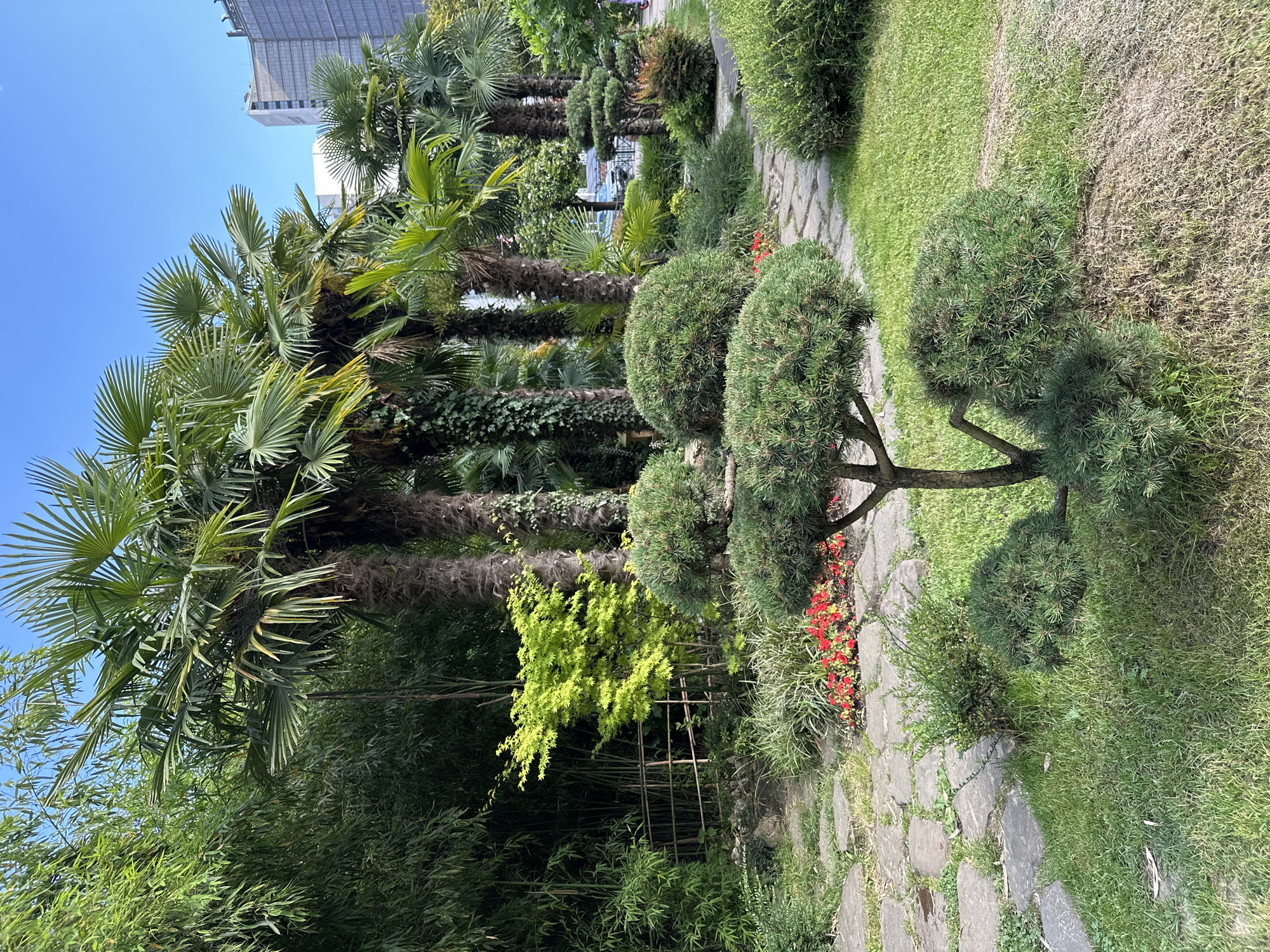 The image depicts a lush, green garden with a paved stone pathway winding through it. Several palm trees, some with thick, textured trunks covered in ivy, are a prominent feature, stretching towards a clear blue sky. Interspersed among the palm trees are well-maintained, rounded topiaries and bamboo plants. Small red flowers are visible along the edge of the pathway, adding a touch of color. In the background, a modern building with a glass facade is visible, hinting at an urban or resort setting. The scene is bathed in sunlight, suggesting a bright, clear day, likely during warmer months. There is no visible text in the image. The overall impression is one of a beautifully curated outdoor space, possibly a park or botanical garden, in a location like Sochi, Russia, known for its subtropical climate.
