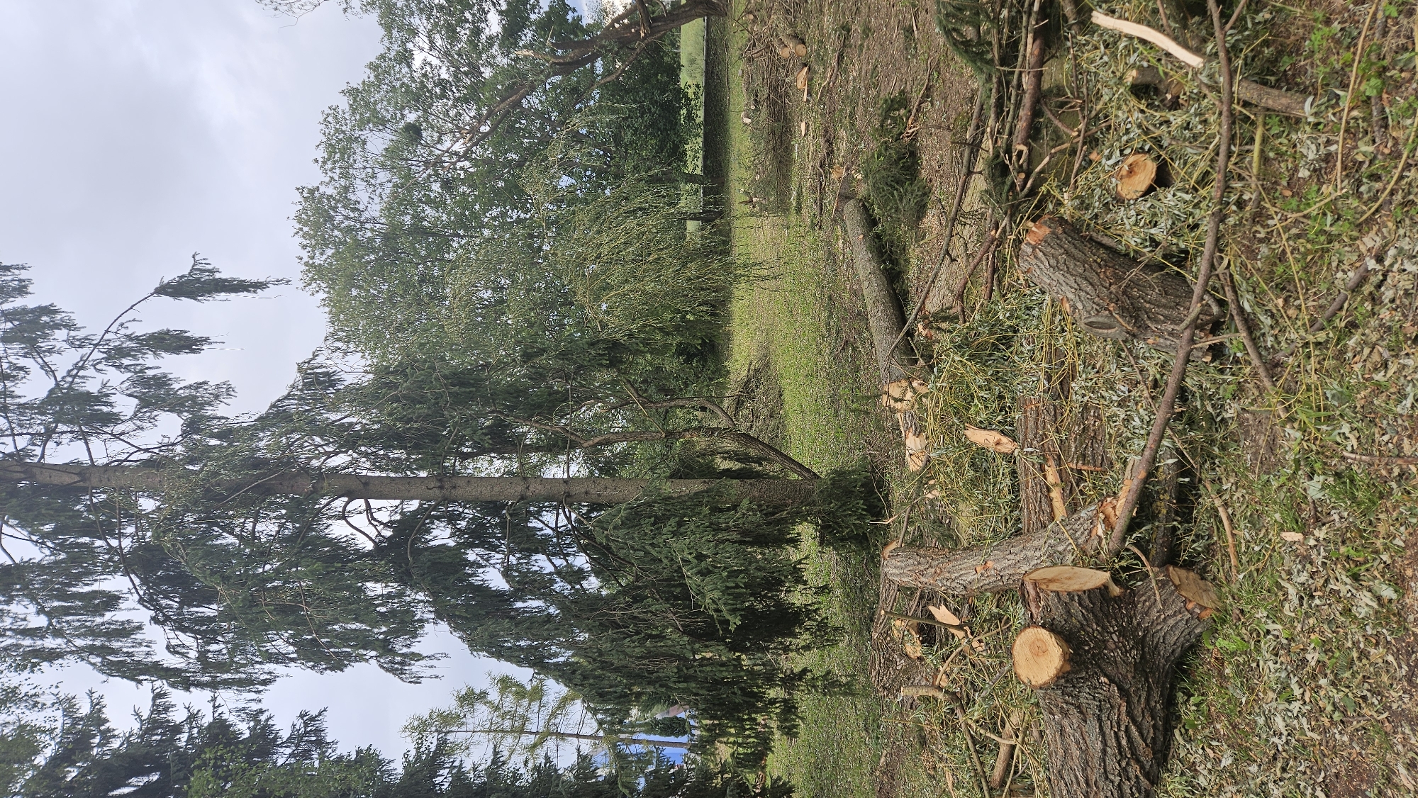 The image depicts a scene of fallen trees and debris in a park-like setting, possibly in the city of Prešov, Slovakia. A large evergreen tree with drooping branches is prominently featured on the left side of the frame. Several sections of felled trees, including large logs and numerous branches, are scattered across the grassy ground. The ground is covered with green grass, fallen leaves, and smaller branches. The overall impression is one of recent tree removal or storm damage. The background shows more trees, some appearing healthy and others possibly damaged. The sky is overcast. There are no people visible in the image.