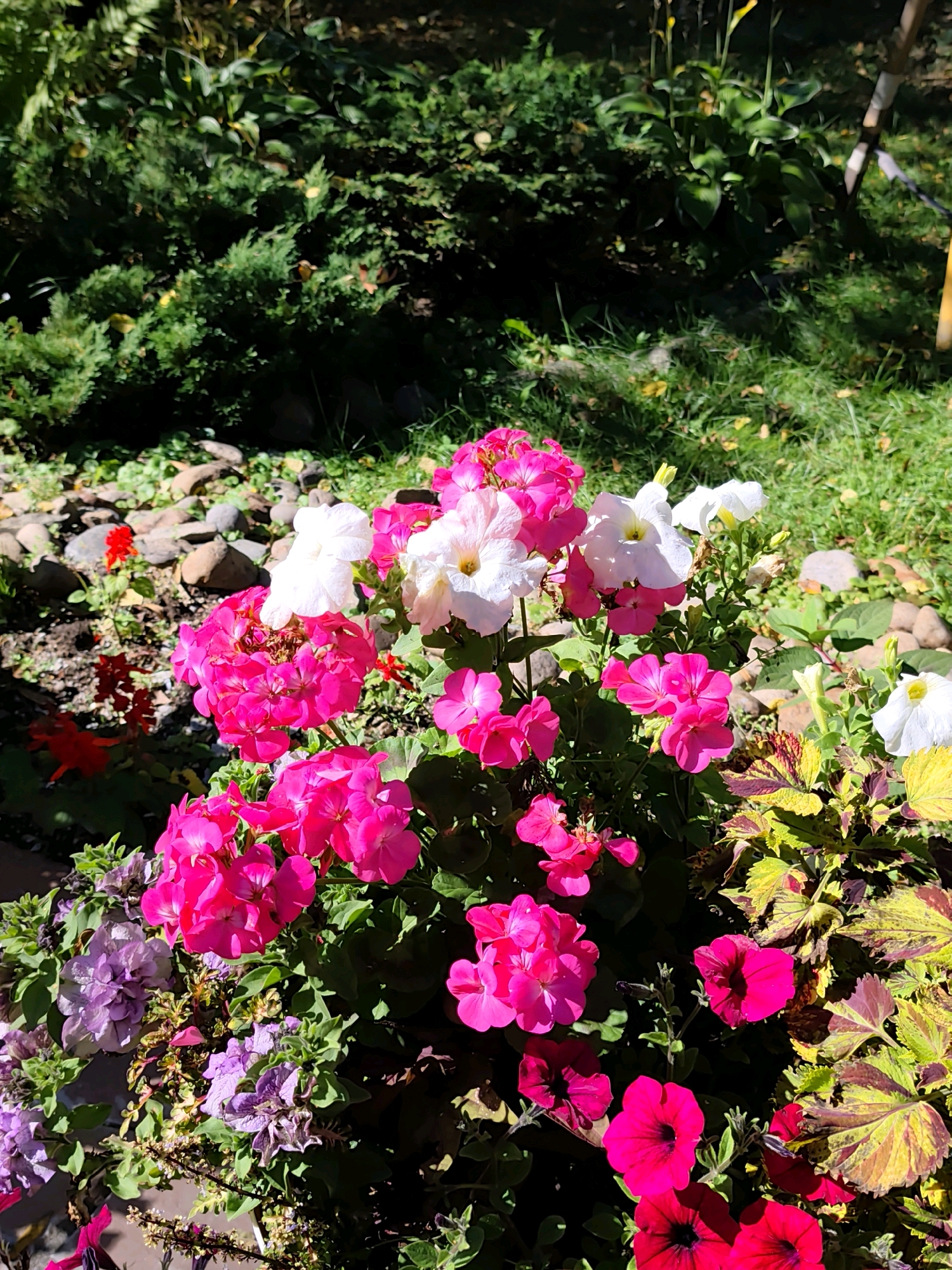 This is a close-up, eye-level outdoor photograph of a flower bed in Listvyanka, Russia. The foreground is dominated by a dense arrangement of vibrant flowers, including bright pink geraniums, white petunias, and deep fuchsia petunias. Interspersed among the flowers are plants with multicolored foliage in shades of yellow, green, and burgundy, adding texture and contrast. In the mid-ground, a collection of smooth, grey river stones lies on dark soil, with a few small red flowers scattered amongst them. The background consists of lush green foliage, including what appears to be juniper bushes and other leafy plants, under bright sunlight. The overall scene depicts a well-maintained garden area.