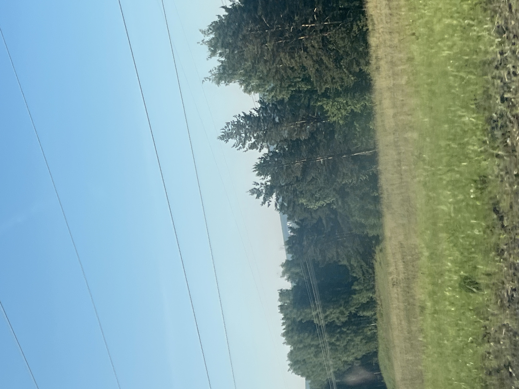The image depicts a rural landscape with a clear blue sky and several horizontal power lines stretching across the frame. A dense forest of various trees, including pines and deciduous trees, forms a dark green line across the middle ground. In front of the forest, a field of tall, green grass with some patches of dry vegetation occupies the lower portion of the image. The scene appears to be taken from a moving vehicle, given the slight blur and the perspective. The location is specified as Noviy, Russia, implying a likely outdoor, natural setting characteristic of the region. There are no people or specific structures visible in the image.