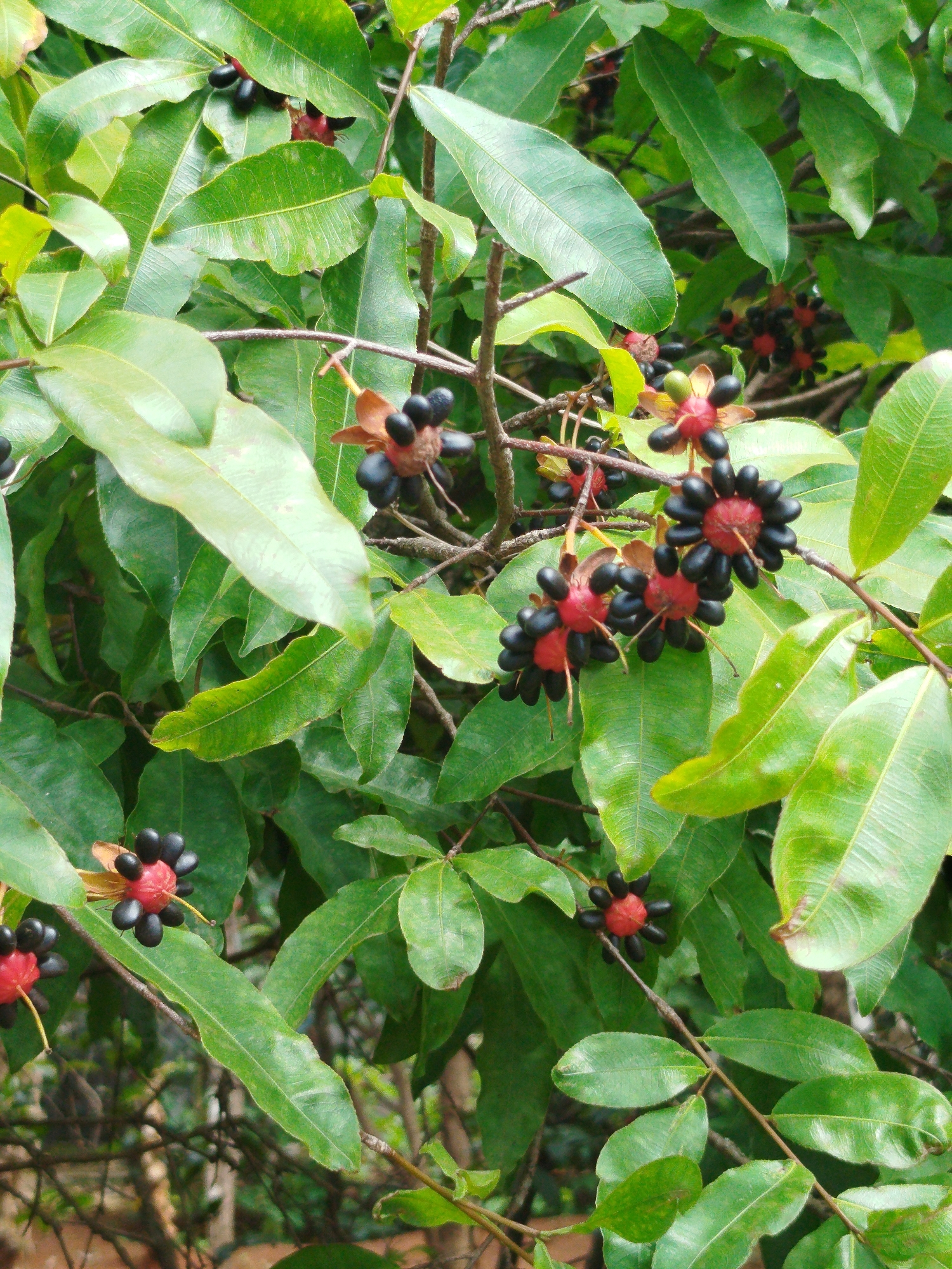 In Pleiku Ward, Vietnam, a tree displays vibrant green leaves and distinctive seed pods. The pods feature a red or brown central portion surrounded by black seeds arranged radially. The tree branches are thin and brown. Some seed pods show signs of aging, with brown, papery remnants of the outer layer. The environment is lush, indicating a well-maintained or naturally verdant area.