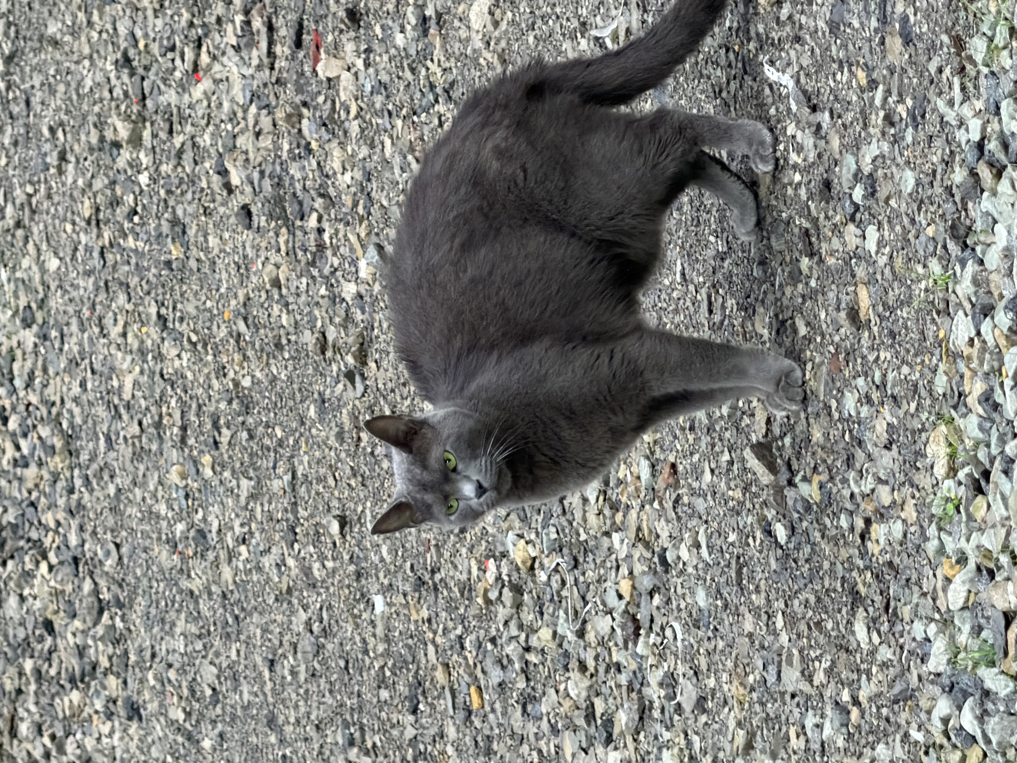 A medium shot shows a medium-haired, grey cat with vibrant green eyes standing on a gravel surface. The cat is facing left, with its head turned to look directly at the camera. Its fur appears somewhat ruffled. The background consists entirely of grey and brown gravel, with some small green sprouts visible at the bottom of the frame. The scene is captured outdoors in Fallowfield Township, United States of America.
