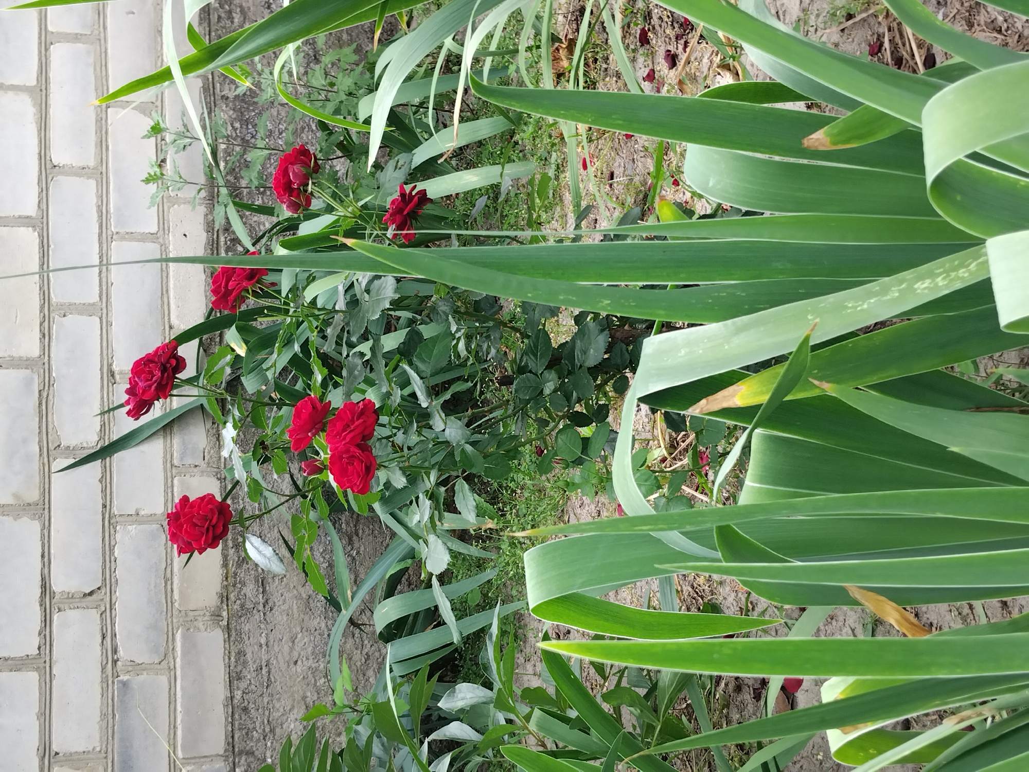 A close-up, eye-level shot captures a garden bed featuring red roses and tall green iris leaves in front of a weathered white brick wall. The roses are clustered towards the center, with several blooms in various stages of opening, their petals a deep crimson. Behind the roses, the rough texture of the brick wall is visible, and to the right, a glimpse of green foliage and dry, fallen leaves on the ground. The iris leaves, large and sword-shaped, dominate the foreground, some curving gracefully. The scene is set outdoors, likely in a residential area within the city of Zhytomyr, Ukraine, given the brickwork and common garden flora. There are no people or animals present, and no actions are depicted beyond the natural growth of the plants.
