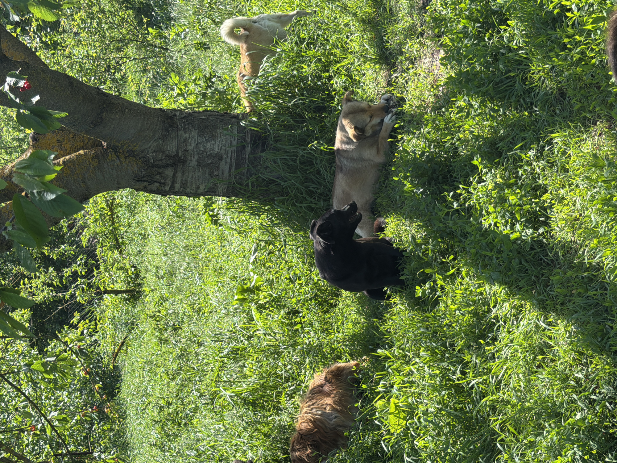 The image depicts a grassy area, likely a yard or field, in Leningradskaya, Russia. A mature tree is visible on the left side of the frame. There are four dogs of different breeds and colors resting or walking in the grass. One dog is light tan, another is black, a third is brown and long-haired, and a fourth dog, only partially visible, is cream-colored. The environment consists of tall green grass and dappled sunlight.