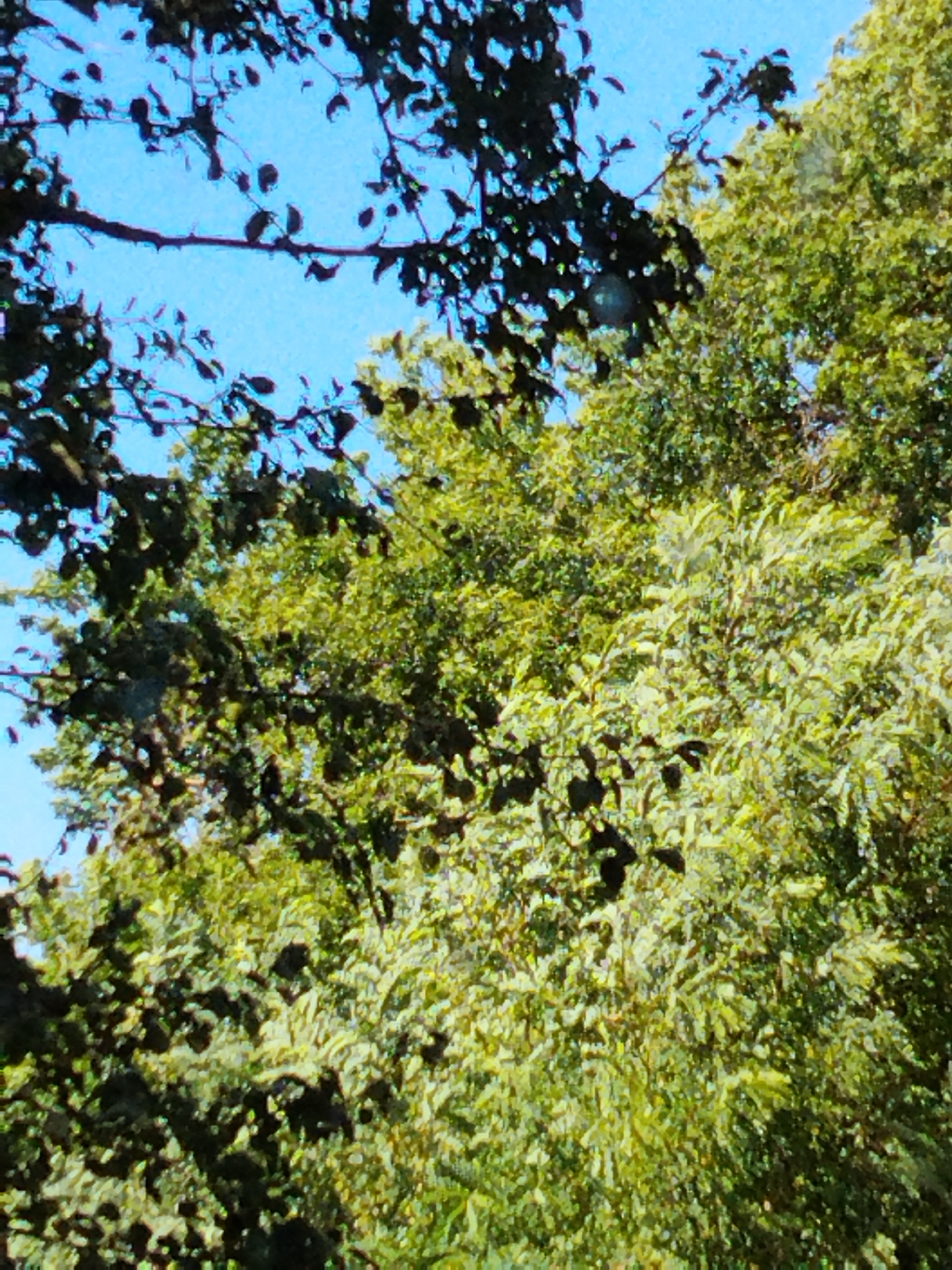 The image depicts a close-up view of dense green foliage, likely trees and branches, against a bright blue sky. The leaves are varied in shade and texture, with some appearing darker and more shadowed, while others are illuminated by sunlight, giving them a lighter, yellowish-green hue. The branches are dark and intricate, creating a natural canopy. The scene is devoid of any discernible human presence, structures, or specific landmarks that would indicate a location within the city of Hoholeve, Ukraine. The perspective is upward, suggesting the viewer is looking up into the trees.