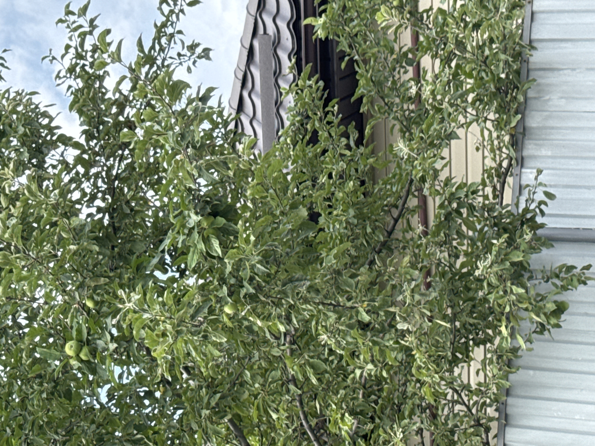 A tree with green leaves and some green apples is in the foreground, partially obscuring a house with a dark-tiled roof and light-colored siding. A corrugated metal fence runs across the bottom of the image. The scene appears to be in a residential area in Almaty, Kazakhstan, likely during the daytime given the natural light.