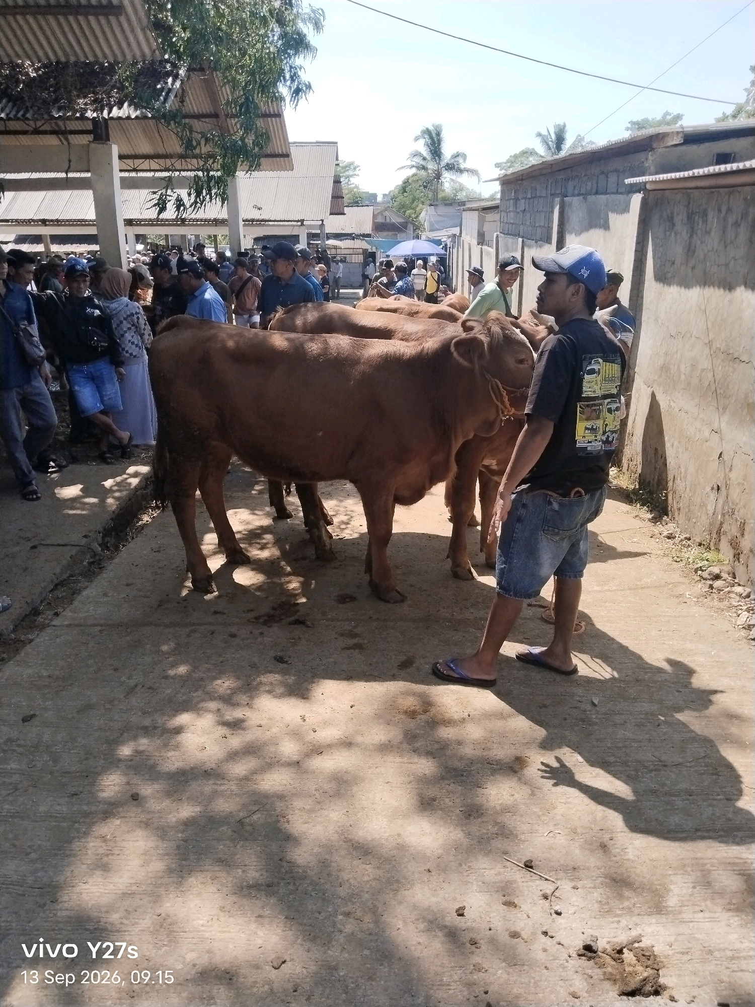 A male wearing a dark t-shirt with graphics and denim shorts stands beside a brown cow in a dusty outdoor market in Wonosido, Indonesia. The man is facing to the left, looking towards the cow. The cow is tethered with a rope. In the background, several other people are visible, some wearing caps, and more cows can be seen. The market appears to be under a corrugated metal roof structure on the left side of the image, and there are concrete block walls on the right. The ground is paved with concrete and there are shadows cast by the sun and overhead structures. A watermark in the lower left corner indicates the photo was taken on "13 Sep 2026, 09.15".
