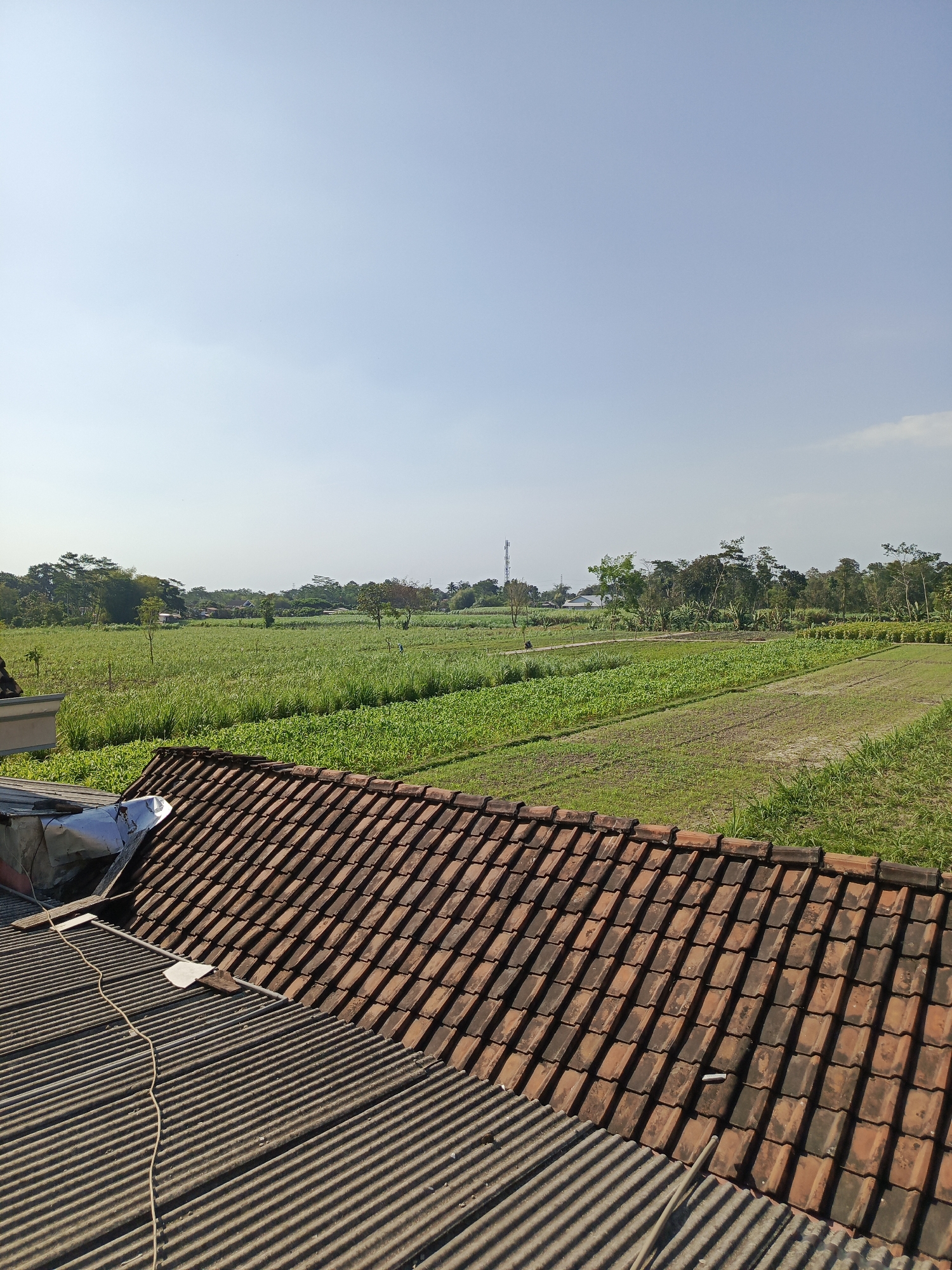 A panoramic outdoor shot captures a rural landscape under a clear blue sky, likely during daytime given the strong sunlight. In the foreground, two distinct roof structures dominate the lower half of the frame. The closer roof is made of weathered, red clay tiles, arranged in overlapping rows. Beneath it, a corrugated metal roof, likely made of asbestos cement, shows signs of age and weathering. A thin, light-colored wire snakes across this lower roof.
Beyond the roofs, a vast, verdant agricultural field stretches into the distance. The field is meticulously cultivated, divided into several sections with distinct crops. One section features tall, dense green vegetation, possibly sugarcane or corn, while another shows neatly rows of smaller green plants. Further back, the landscape is dotted with trees and some low-lying buildings, suggesting a rural village or small settlement. In the far distance, a slender telecommunications tower rises above the trees, hinting at the presence of modern infrastructure within this otherwise traditional setting. The overall impression is one of a peaceful, sun-drenched rural environment in Plosoklaten, Indonesia.