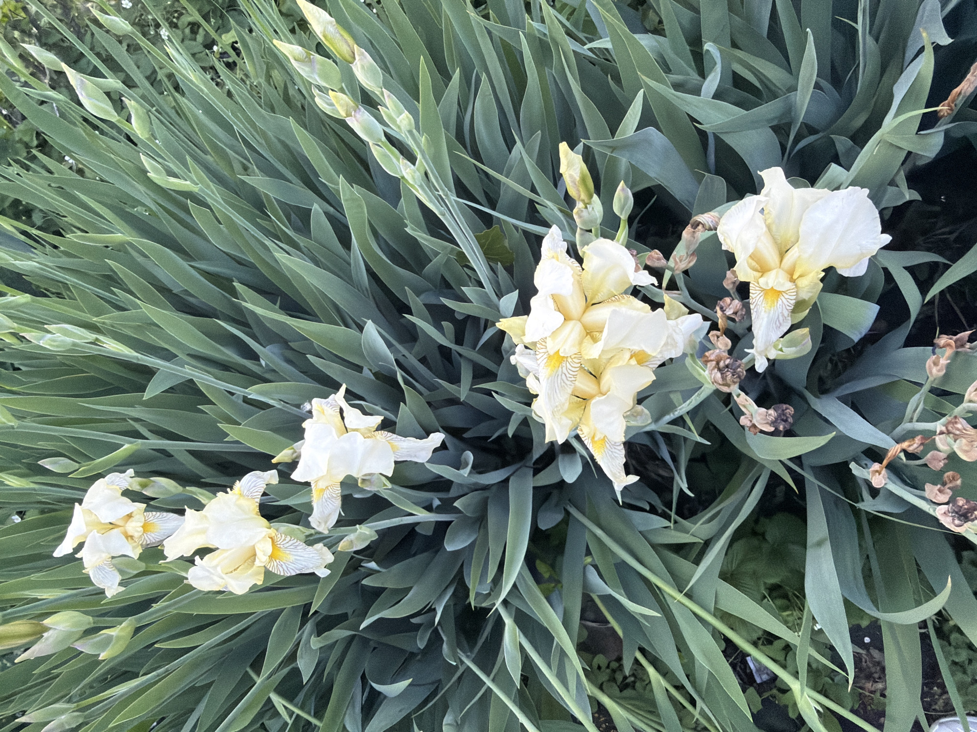The image shows a garden bed filled with irises in full bloom. The irises are a pale yellow color with intricate patterns on the falls. Long, green leaves form a dense background. The location is unknown, and there is no evidence to suggest it is in Sarapul, Russia. No people are visible in the image. The scene appears peaceful and natural.