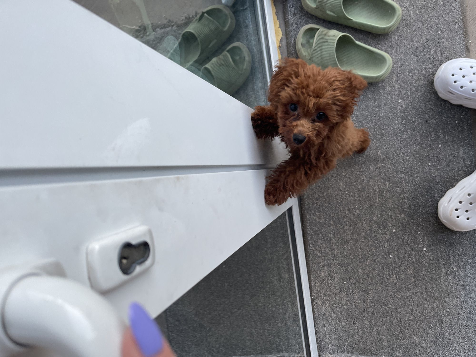 A small, brown poodle puppy is shown reaching up onto a white door, possibly trying to open it. The door has a white handle and a lock fixture. In the background, there are two pairs of green rubber slides and a pair of white Crocs-style shoes. A human hand with a light purple fingernail is visible near the door handle. The surface under the shoes and the puppy appears to be concrete or a similar outdoor paving material. The location is not discernible from the image. The city of Sofia, Bulgaria, cannot be verified based on the visual information.