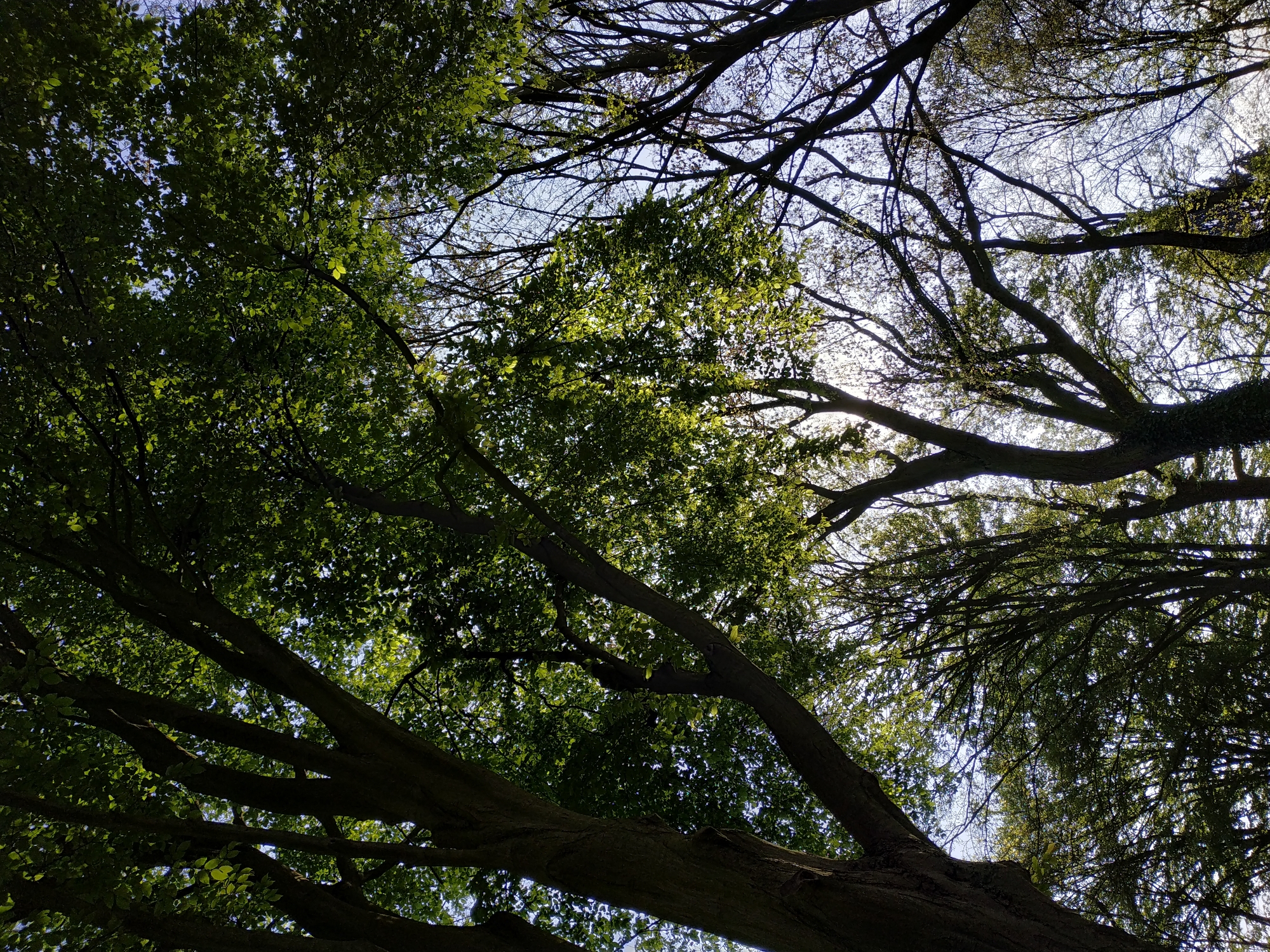 The image is a low-angle shot looking up through the branches and leaves of trees. The tree on the left has dense green foliage while the tree on the right has mostly bare branches. Patches of blue sky can be seen through the canopy. The light source is behind the trees, creating backlighting and shadows. The location is Dortmund, Germany.