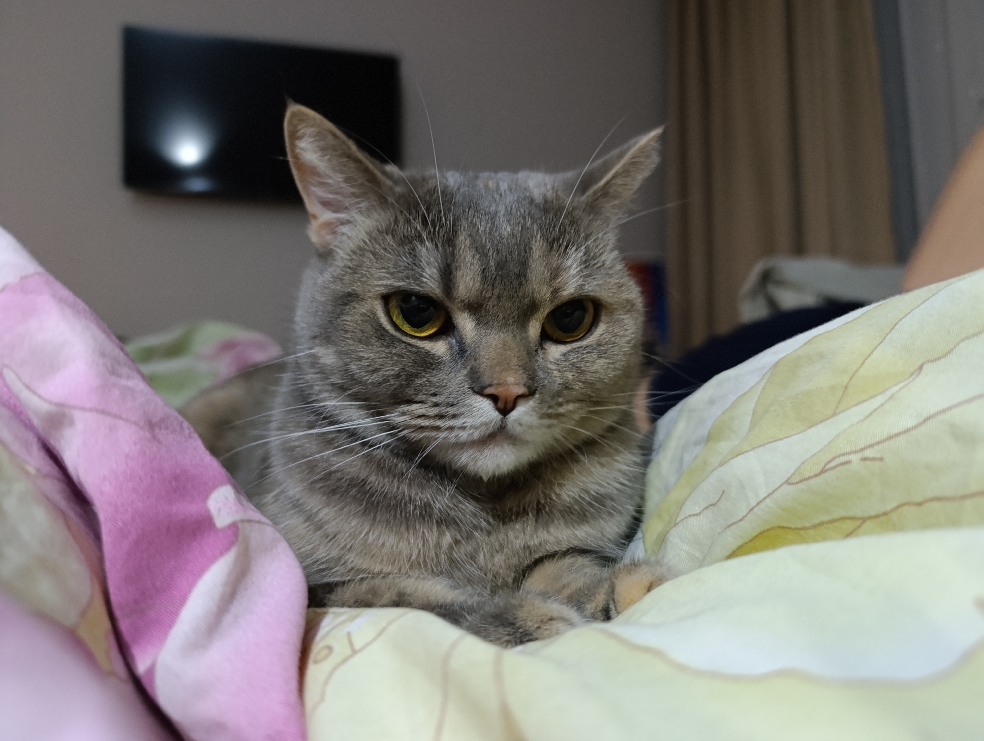 A gray tabby cat with yellow eyes is resting on a bed covered with a patterned blanket. The cat is positioned in the foreground, taking up a significant portion of the image. The background includes a wall with a mounted television and some draped curtains. The location details - city of Chaikovsky, Russia - are not identifiable from visual elements in the photograph.
