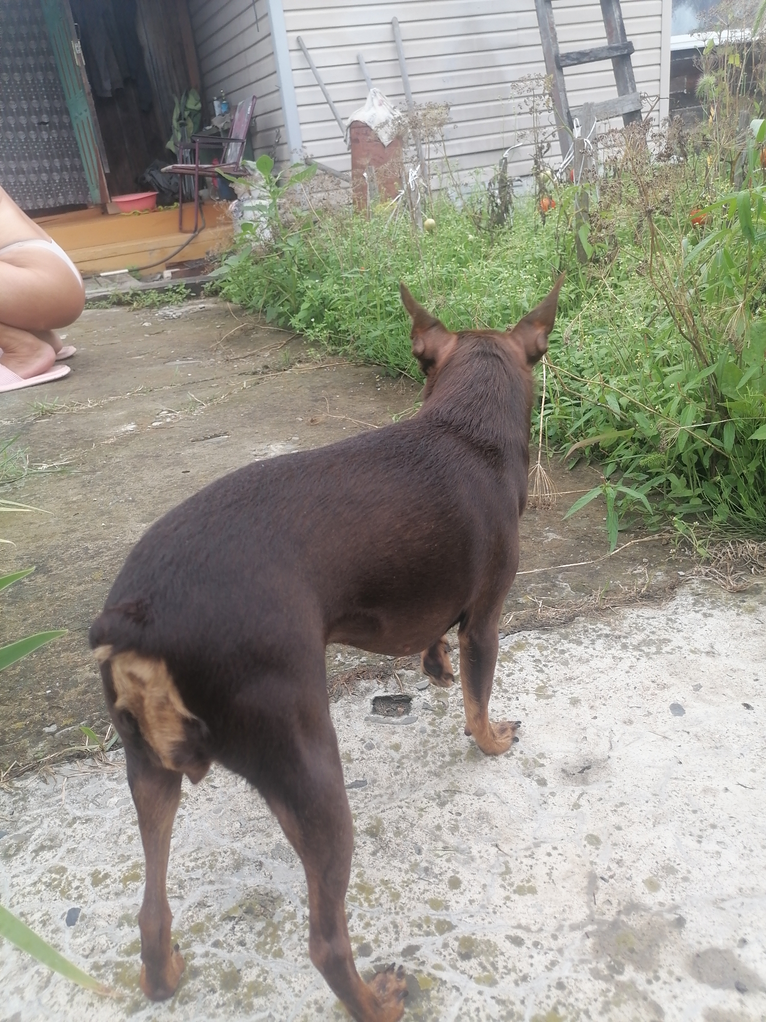 A brown dog with tan markings stands on a concrete surface in an outdoor setting, facing away from the camera and towards overgrown vegetation. The dog's tail is raised, and its rear legs are slightly bent. In the background, a light-colored building with horizontal siding is visible, along with a wooden ladder leaning against it. Various plants and some red tomatoes are scattered throughout the overgrown area. To the left, the legs and feet of a person wearing pink flip-flops are visible, suggesting their presence in the scene. The overall environment appears to be a yard or garden area. The location is identified as Novopokrovka, Russia.