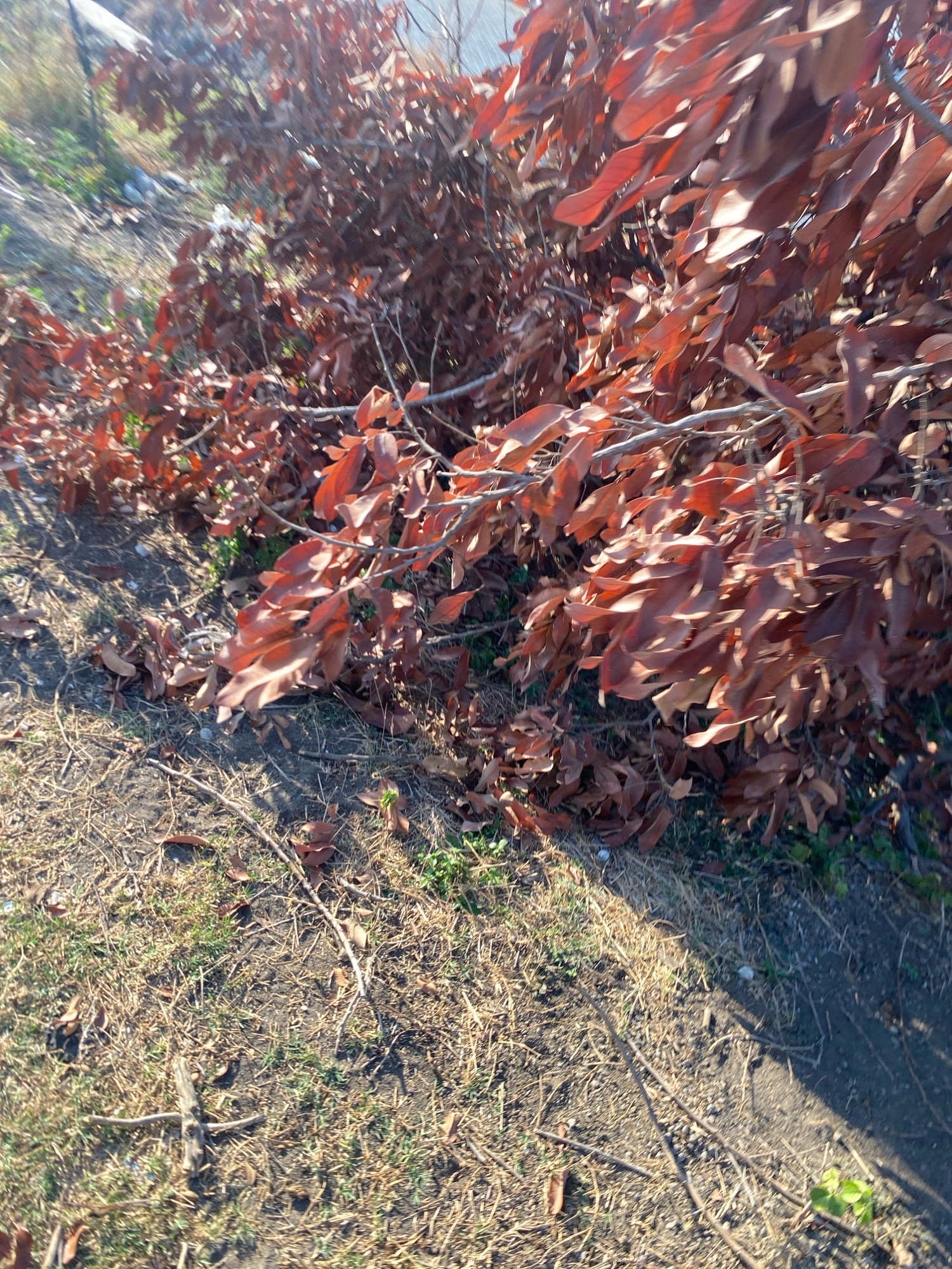 The image shows a pile of dead, brown leaves and branches lying on dry grass and dirt. The vegetation appears to be in an outdoor area, possibly a roadside or a less maintained part of a park or garden. The lighting suggests it is daytime, with shadows casting across the ground. There are no people visible in the image. The overall impression is one of autumn or dry season decay.
