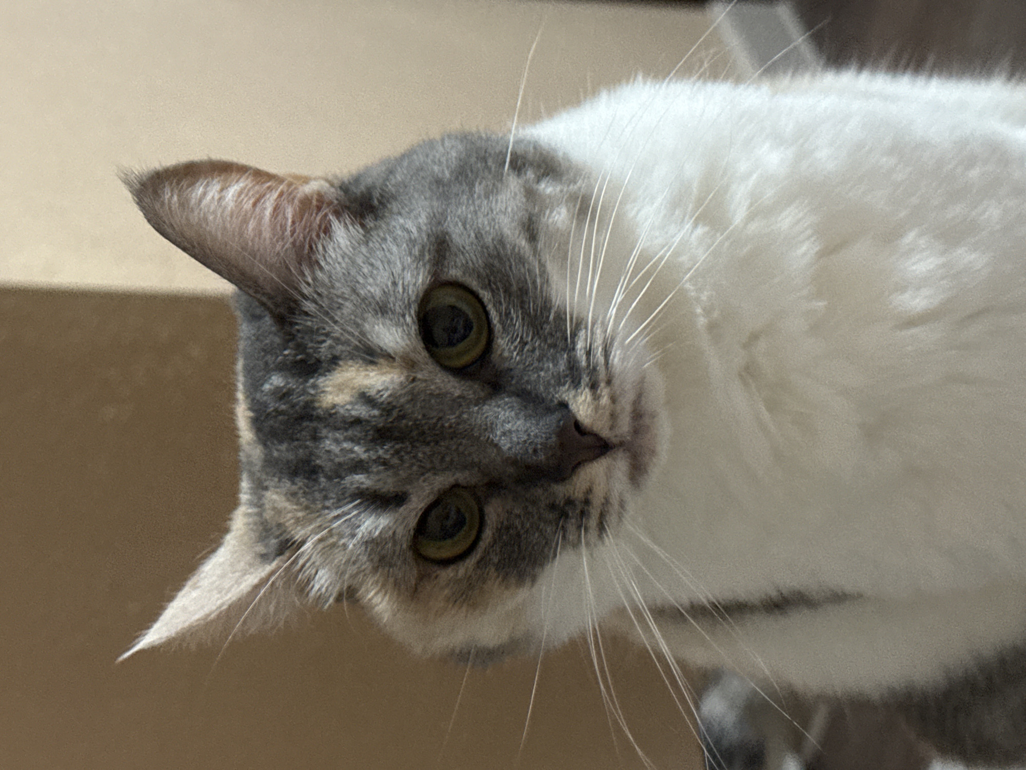 A close-up, head-on portrait of a calico cat is presented against a blurred, neutral-colored background. The cat has green eyes and its fur displays patches of gray, white, and ginger. Its ears are pointed and alert. The cat is facing the camera directly, with its gaze fixed forward. The lighting appears to be soft, highlighting the texture of the cat's fur and whiskers. The environment is indistinct, suggesting an indoor setting with walls or furniture in the background. There is no indication of the cat's location in the city of Elista, Russia.