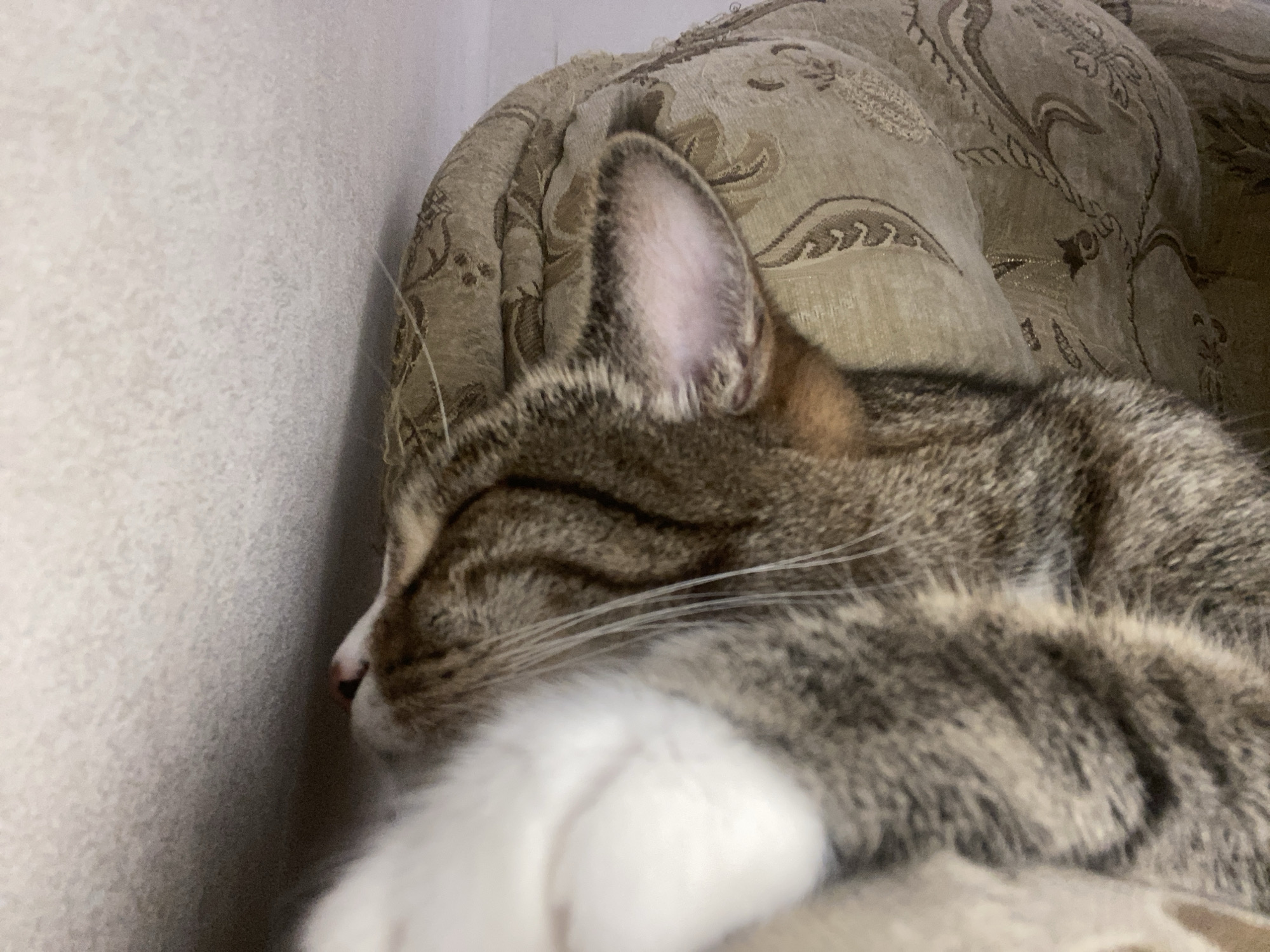 The image shows a close-up of a tabby cat sleeping on a patterned sofa. The cat's head is turned away from the camera, with its eyes closed and a white paw resting in front of its face. The sofa fabric is a light brown with a darker brown, ornate pattern. The background shows a textured wall, possibly wallpapered. The scene appears to be indoors. The city of Bishkek, Kyrgyzstan is not depicted or implied in the image.