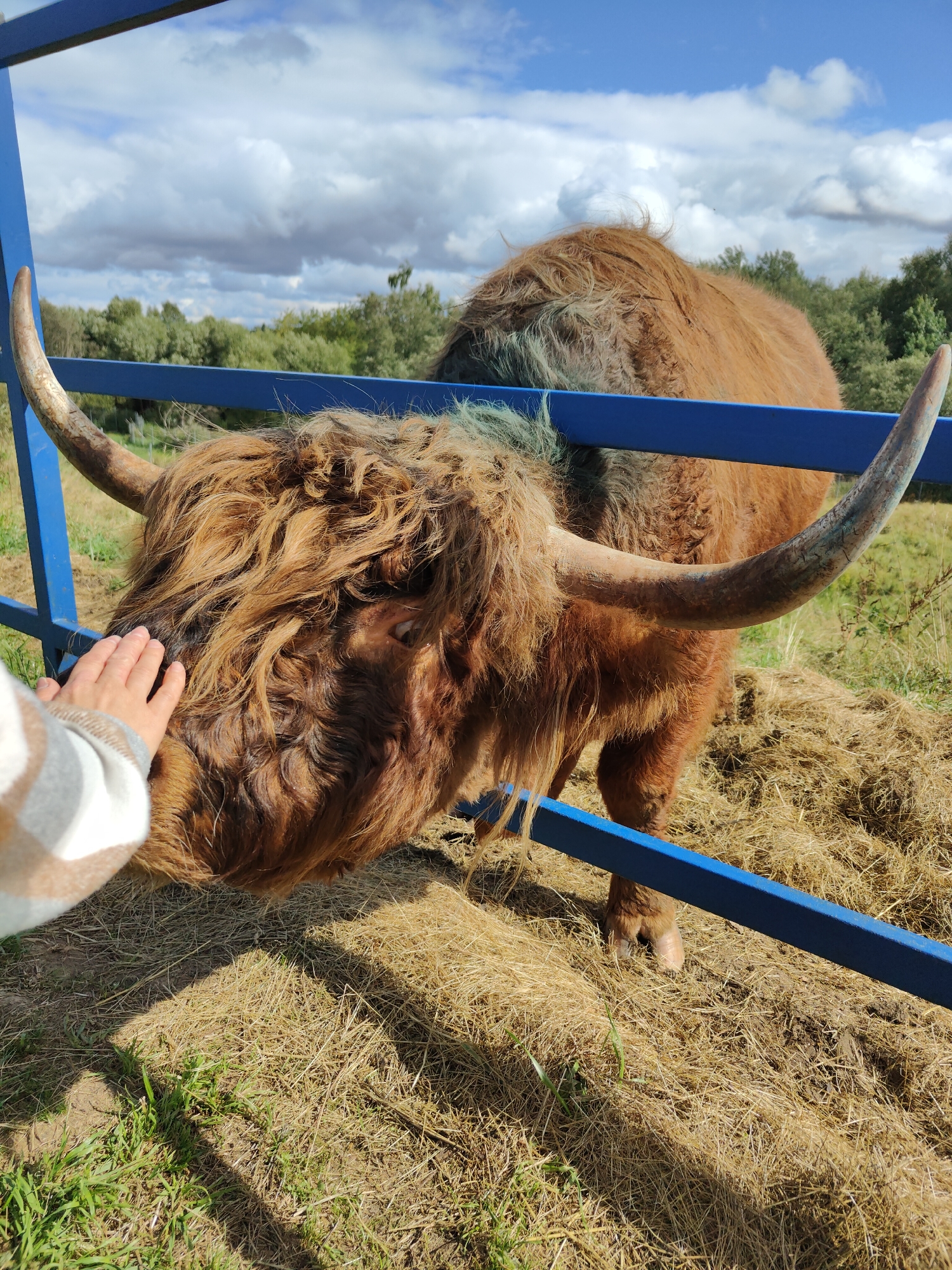 A person's hand, wearing a checkered sleeve, gently strokes the head of a Highland cow. The cow, with its characteristic long, shaggy brown hair and large horns, is positioned behind a blue metal fence. It is in an outdoor enclosure, with dry hay scattered on the ground and green grass visible. In the background, trees form a line against a sky with white clouds and blue patches. The scene appears to be in Shikhovo, Russia.