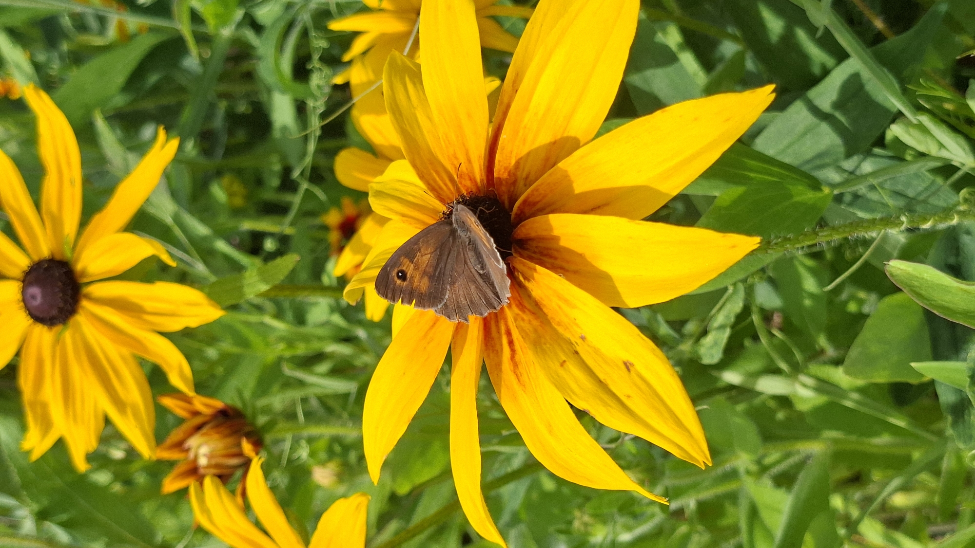 A butterfly with brown wings is resting on a bright yellow flower with a dark center. The butterfly's wings are partially closed, and its body is visible. The flower has numerous petals that are spread out, and there are hints of red or orange markings at the base of some petals. The flower is in focus, and its center is slightly blurred. In the background, there are other yellow flowers, some in focus and some out of focus, along with green foliage. The lighting suggests it is a sunny day. The scene is outdoors, likely in a garden or natural setting, consistent with the location of Сваткаўскі сельскі Савет, Belarus, which is a rural area.