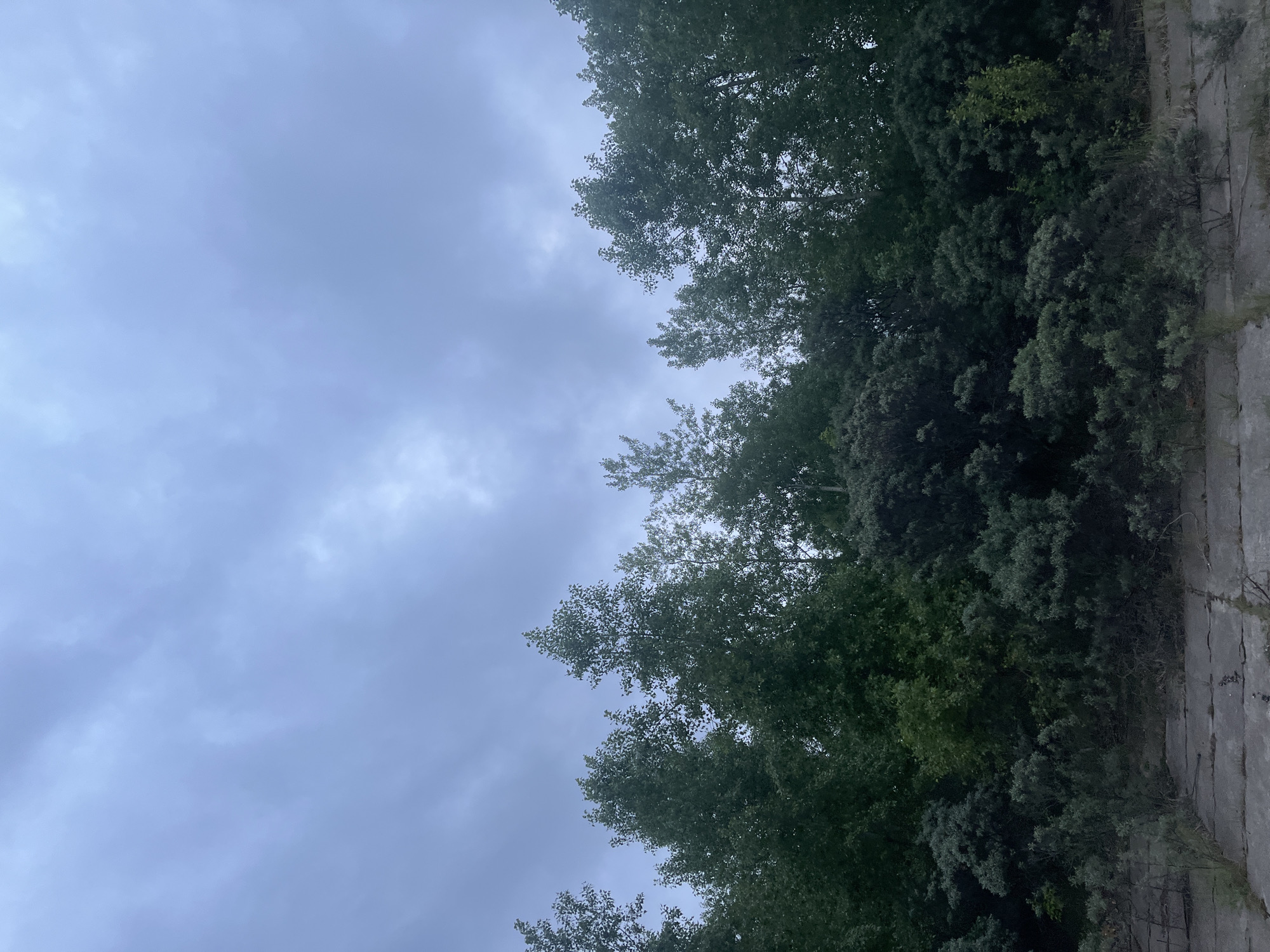 The image captures an outdoor scene in Chaikovsky, Russia, under an overcast sky. The upper two-thirds of the frame are dominated by a cloudy, light grey-blue sky, exhibiting diffuse light with no direct sun exposure. A dense line of deciduous trees with dark green foliage forms the horizon line across the mid-ground. Below these taller trees, a layer of shorter, dense shrubs and bushes with varying shades of green and grey-green leaves occupies the lower mid-ground. The foreground consists of a flat, paved surface composed of multiple rectangular concrete slabs. Cracks and sparse vegetation, including weeds, are visible growing within the gaps and along the edges of these concrete elements. No human figures, animals, or artificial structures beyond the concrete paving are present.