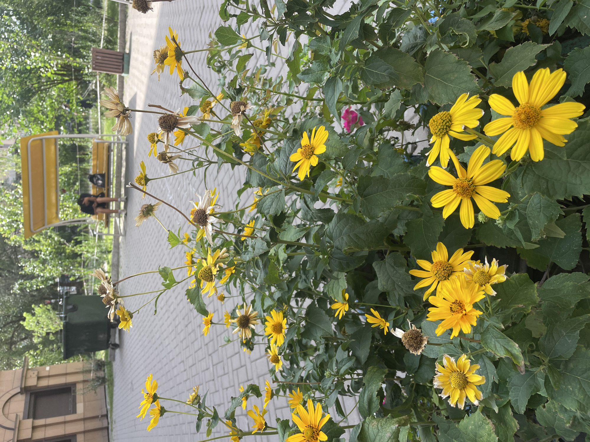 In Almaty, Kazakhstan, a cluster of bright yellow daisies dominates the foreground of this outdoor scene. These flowers, some in full bloom and others past their prime with dried petals, are set against a backdrop of lush green foliage. Beyond the flowers, a paved walkway stretches towards a building with an arched entryway on the left. In the middle ground, a large green dumpster sits near the building. Further back, a yellow park bench with a canopy, reminiscent of a swing set, is visible. A person is seated on the bench, facing away from the camera, with a backpack beside them. In the distance, trees and foliage create a green canopy. The overall impression is a somewhat unkempt urban green space.